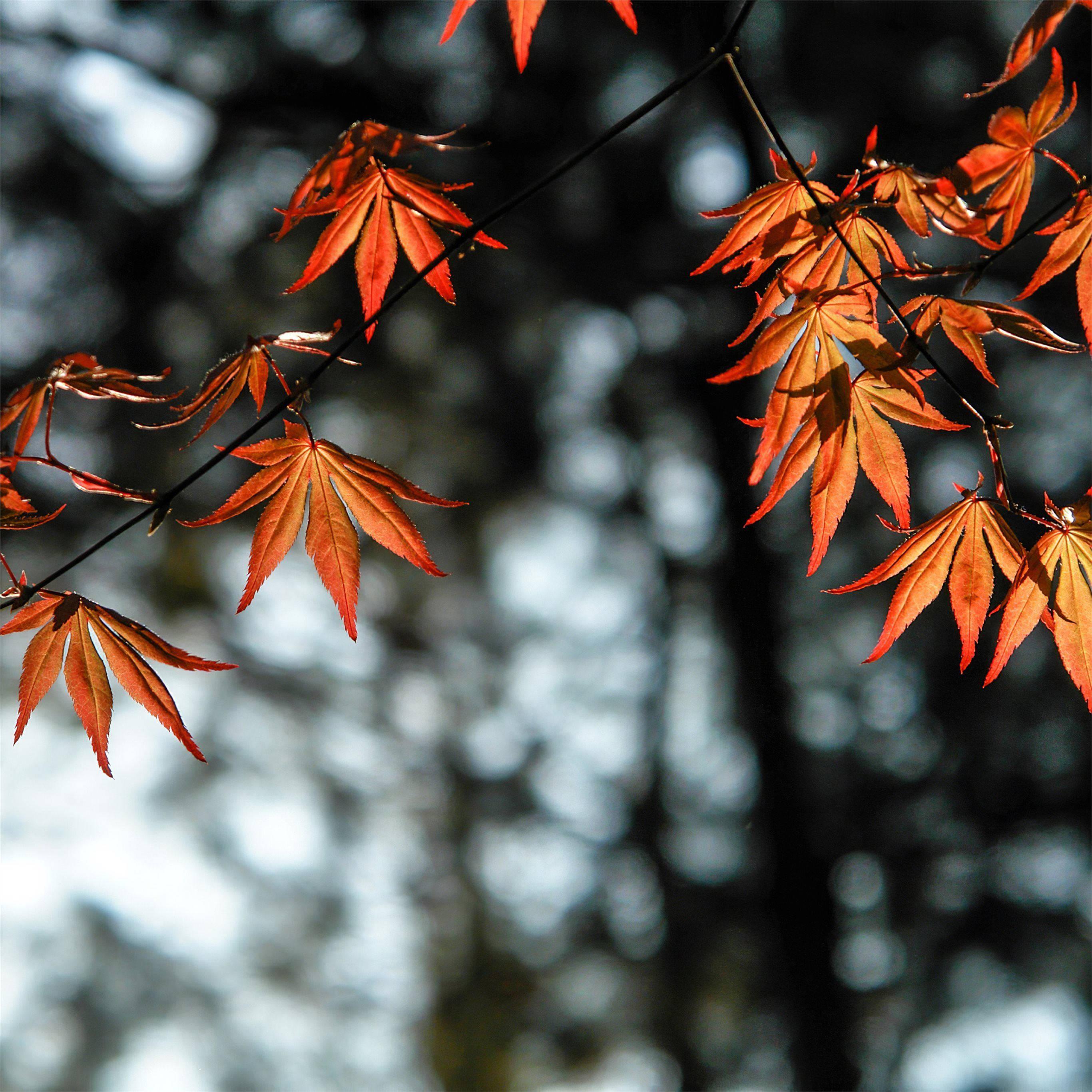 4k Ipad Autumn Leaves — 2732x2732 wallpaper