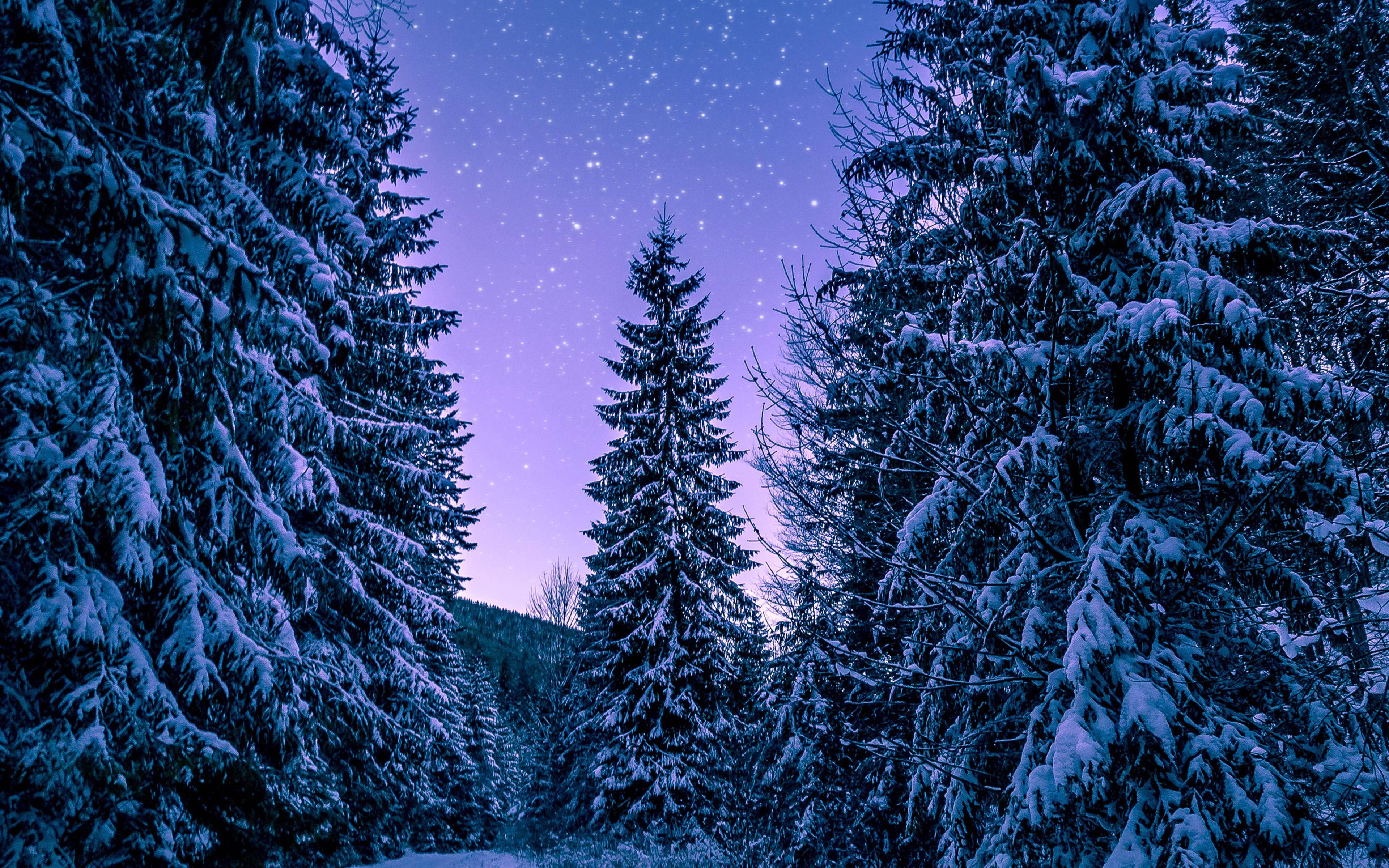 4k Ipad Pine Trees — 3840x2400 wallpaper