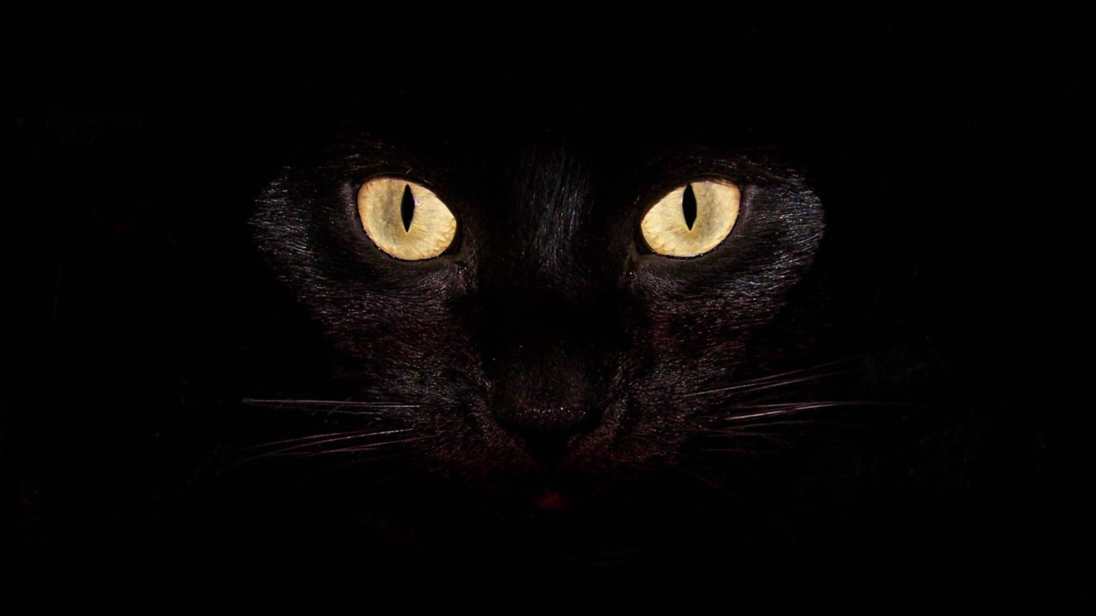 4K Laptop Cat Eyes — 3840x2160 wallpaper