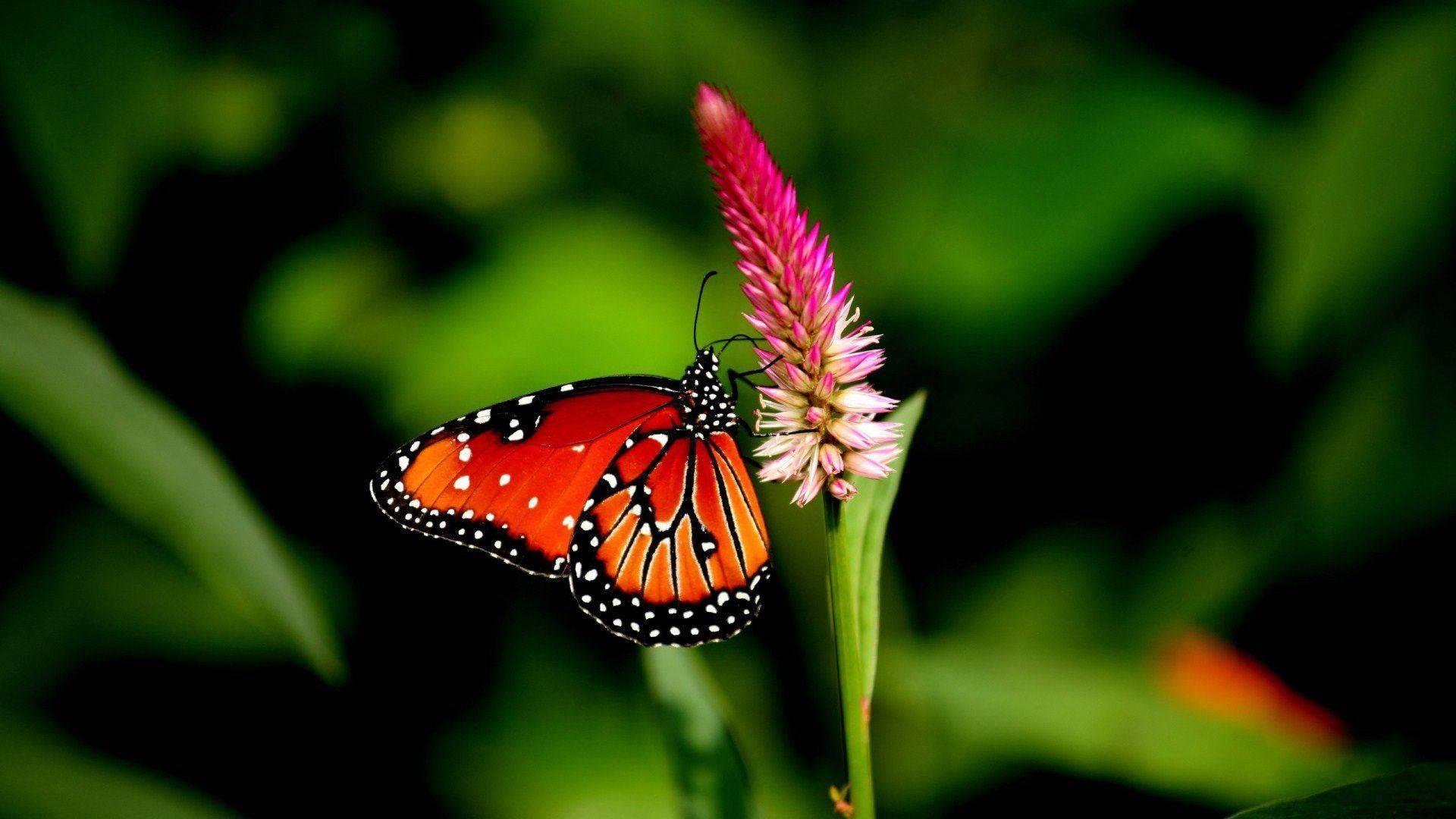 4k Nature Butterfly — 1920x1080 wallpaper