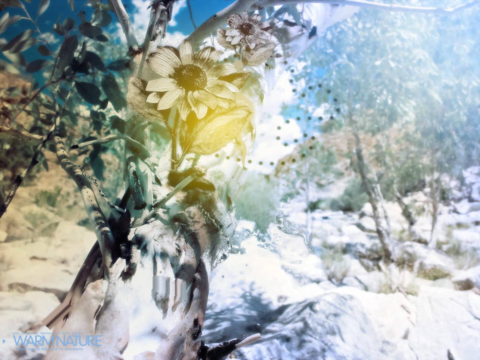 4k Nature Flower And Snow — 1600x1200 wallpaper