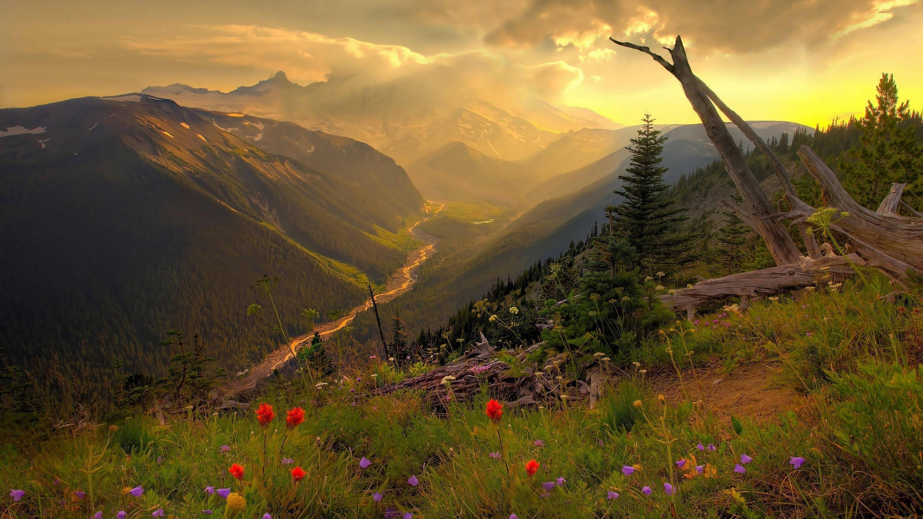 4k Nature Flowers On Mountain — 3840x2160 wallpaper