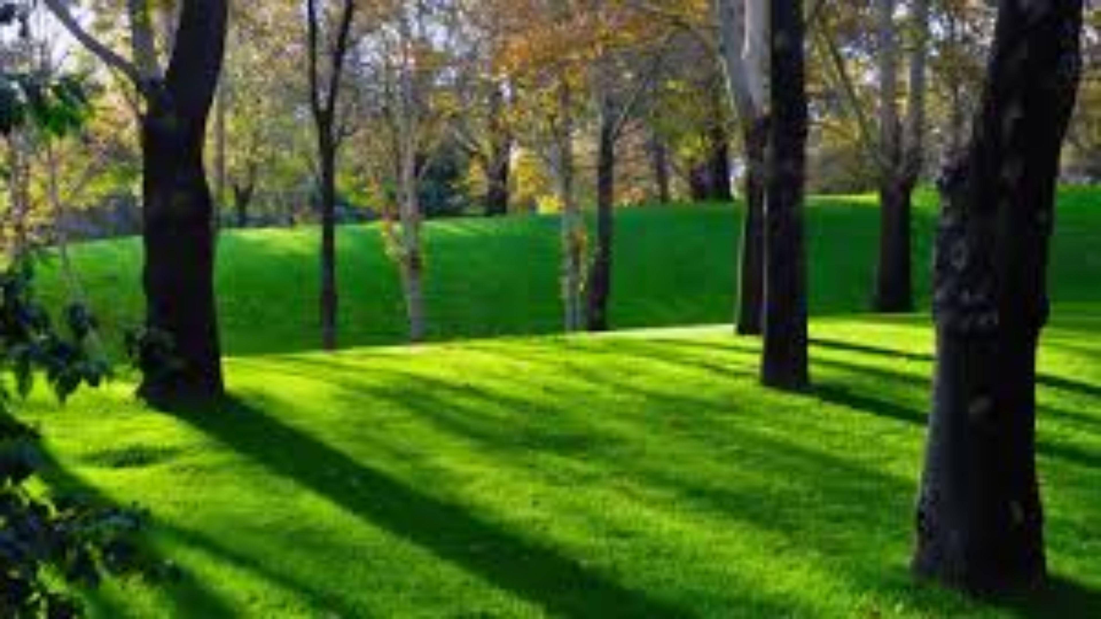 4k Nature Green Grass — 3840x2160 wallpaper