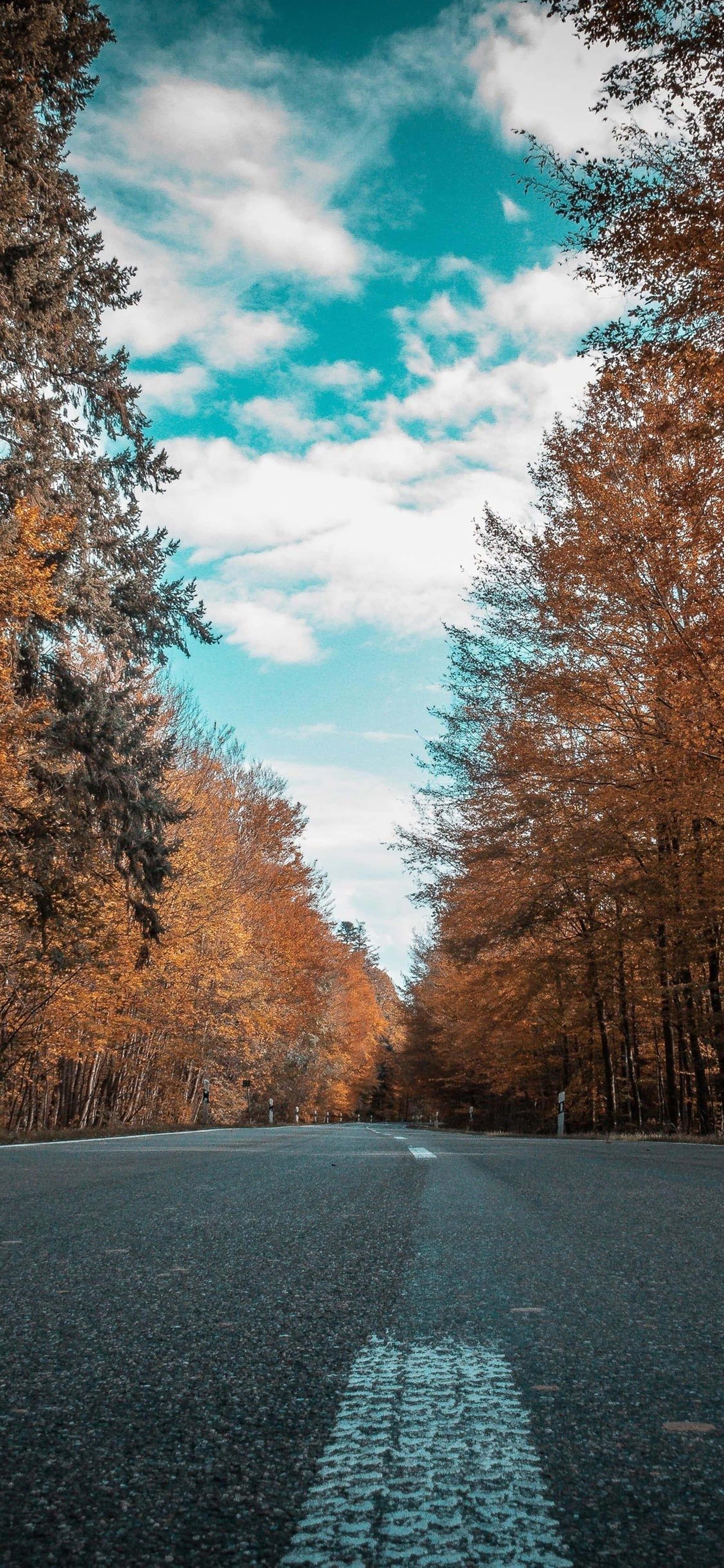 4k Nature Iphone Road — 1847x4000 wallpaper