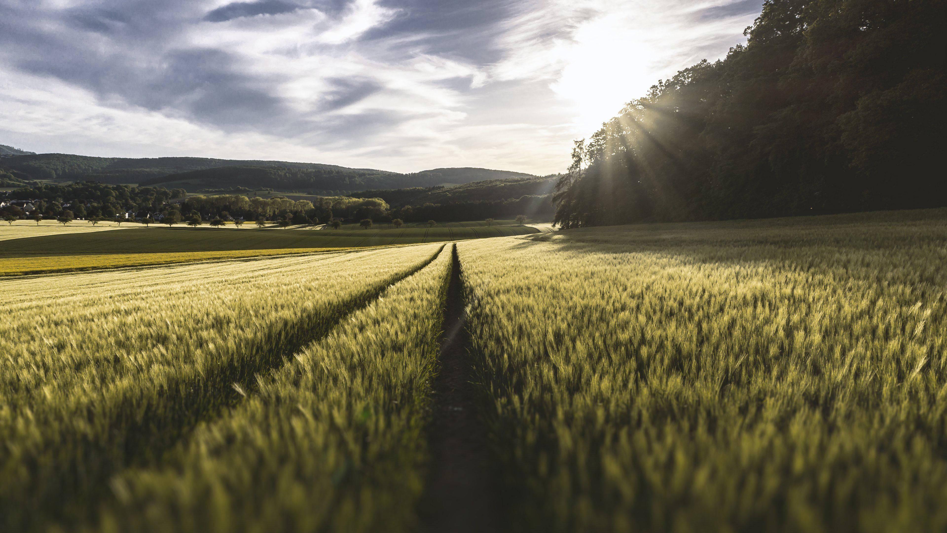 4k Nature Meadows And Sunlight — 3840x2160 wallpaper