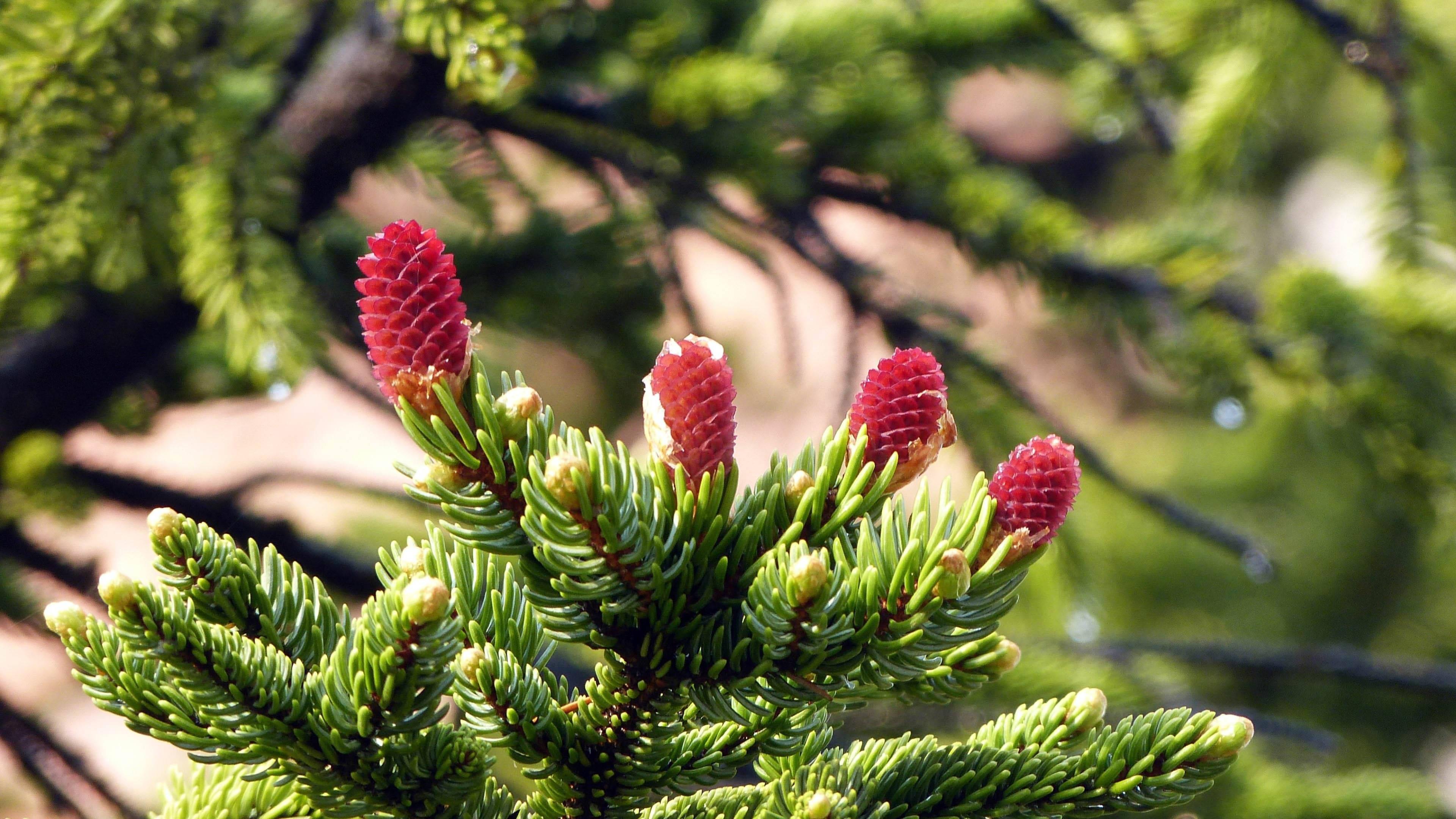 4k Nature Pine Tree — 3840x2160 wallpaper