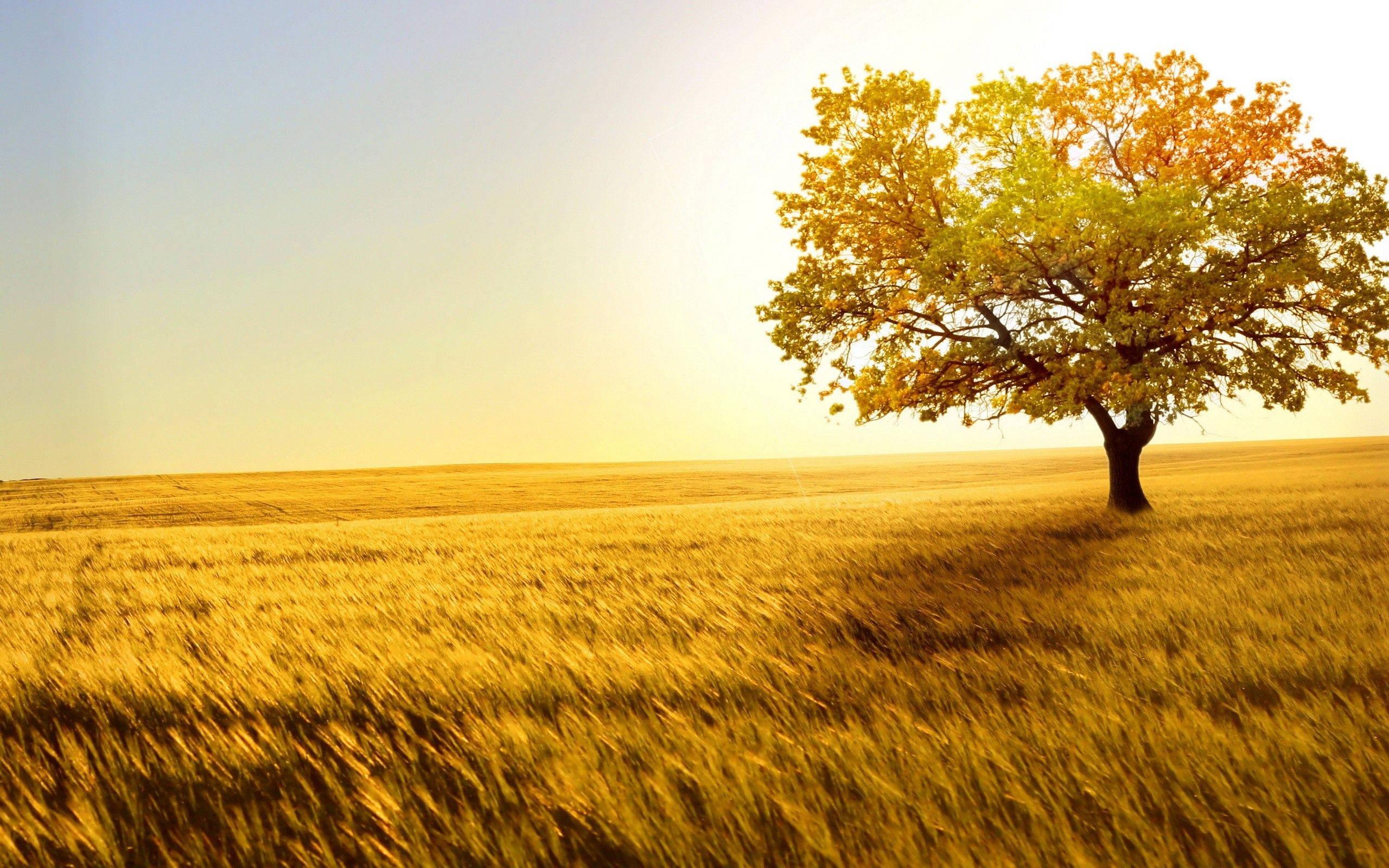 4k Nature Tree — 2560x1600 wallpaper