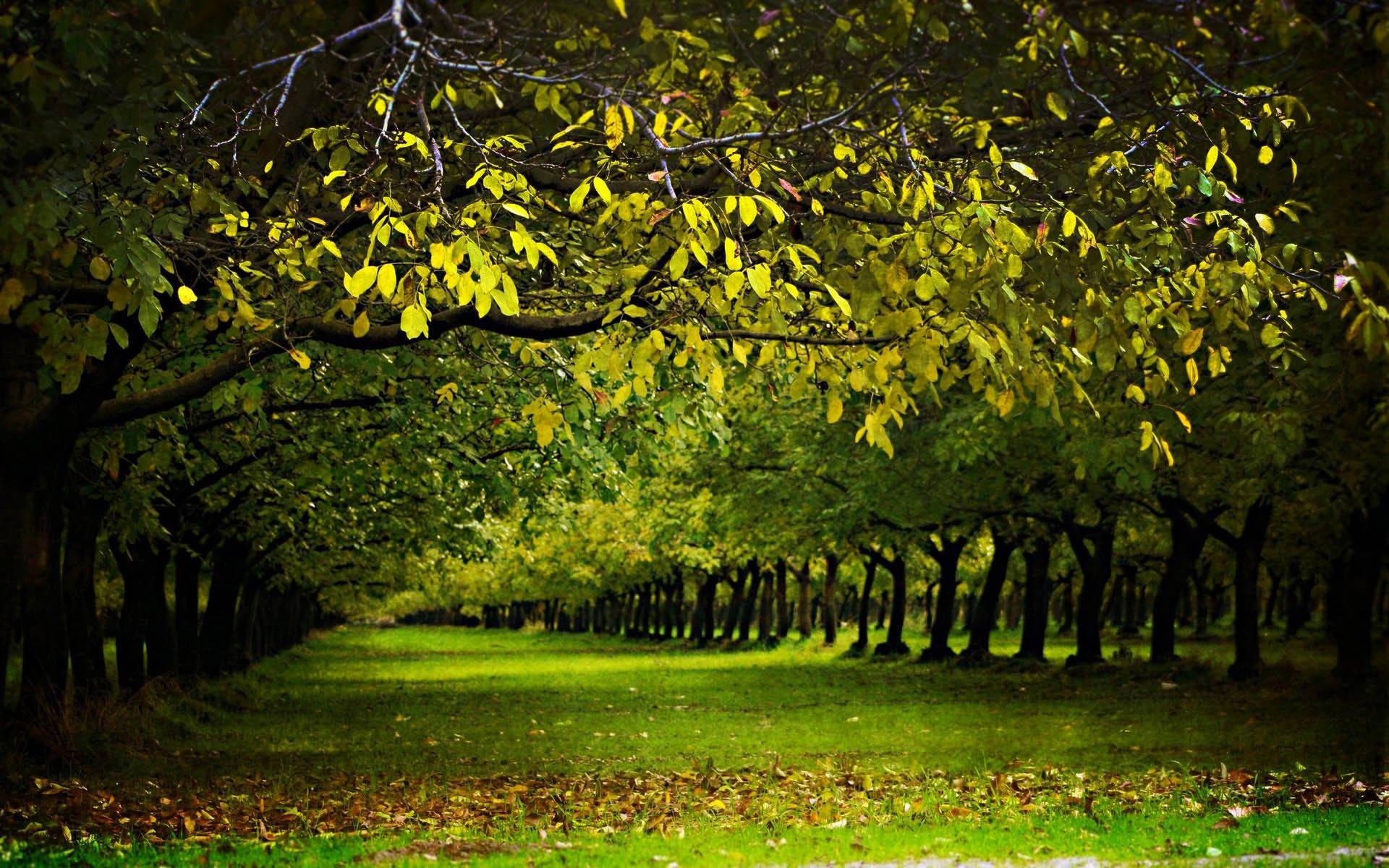 4k Nature Tree Path — 1920x1200 wallpaper