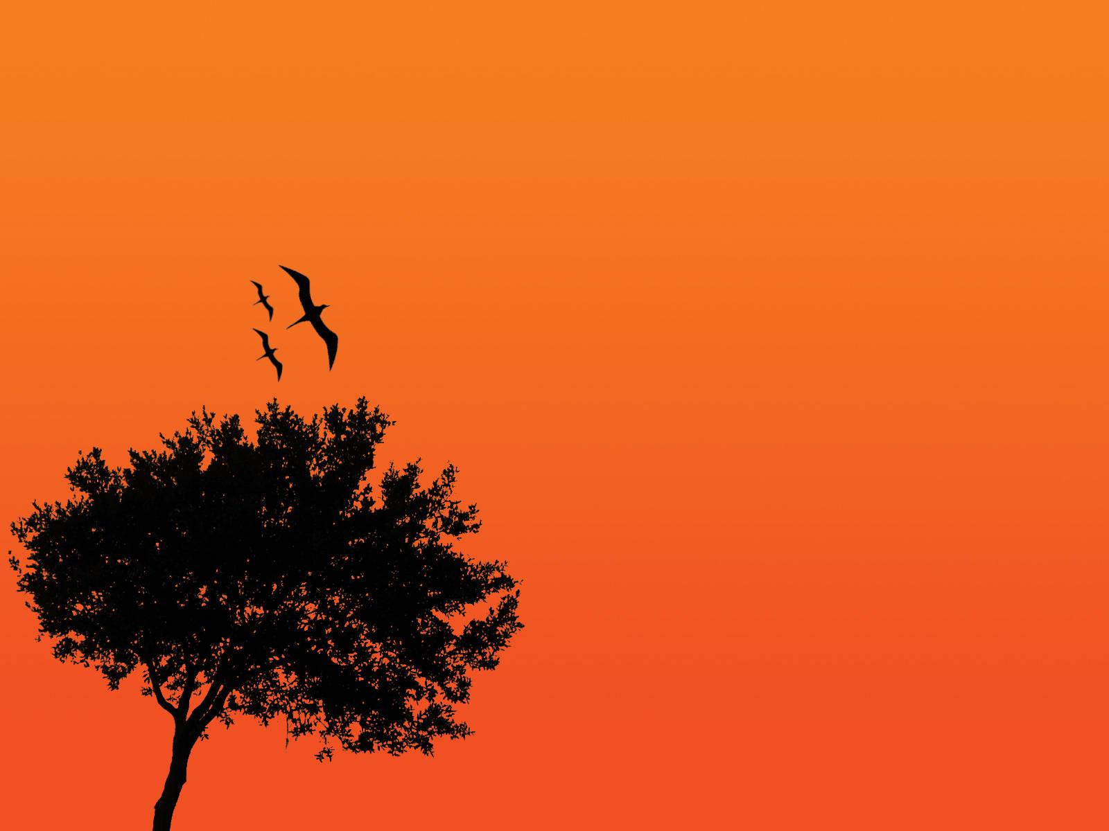 4k Nature Tree Silhouette — 1600x1200 wallpaper