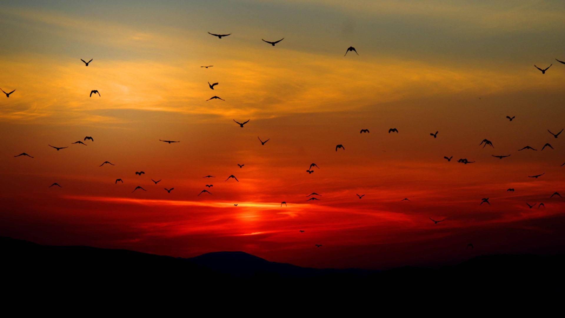4k Ultra Hd Flock Of Birds — 1920x1080 wallpaper