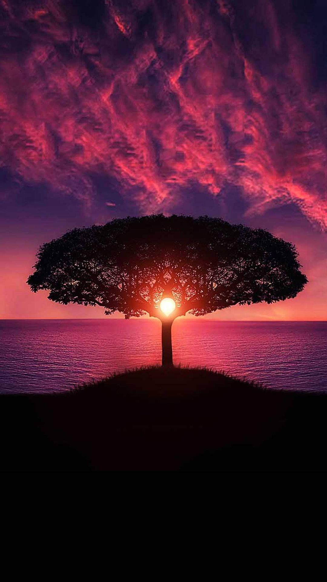 4k Ultra Hd Sunset Tree — 1080x1920 wallpaper
