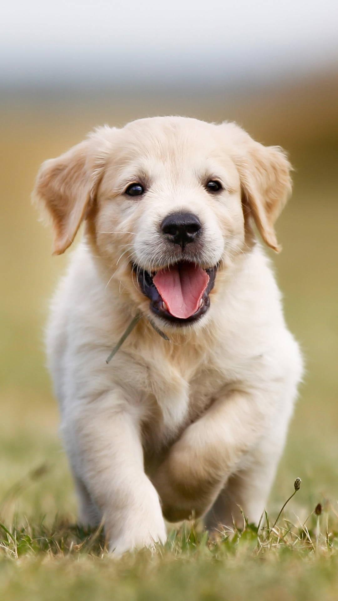 8K iPhone Golden Retriever Puppy — 1080x1920 wallpaper