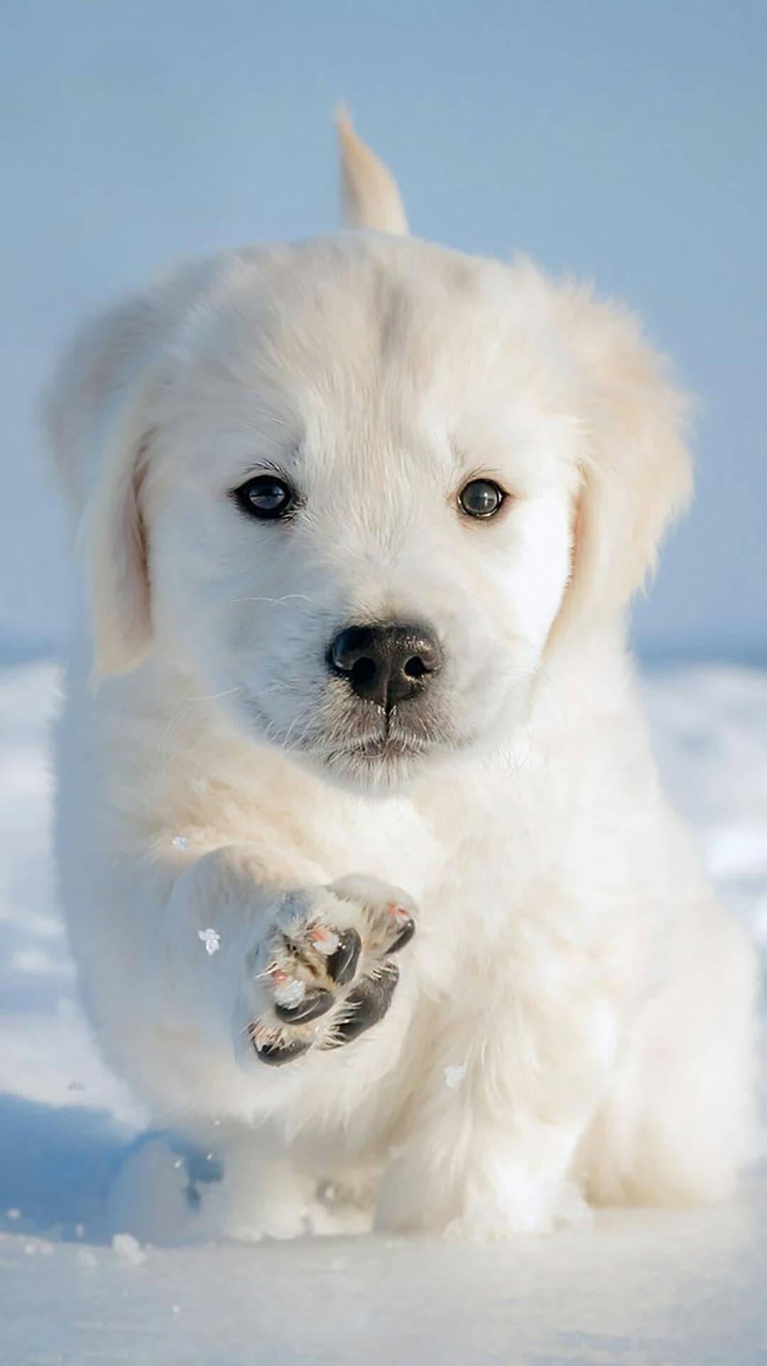 8K iPhone Golden Retriever Puppy On Snow — 1080x1922 wallpaper
