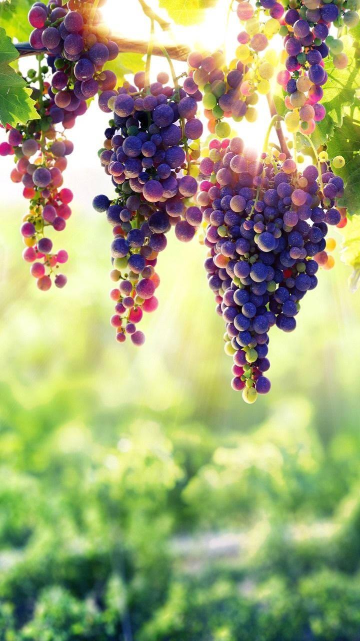 8K iPhone Hanging Grapes — 720x1280 wallpaper