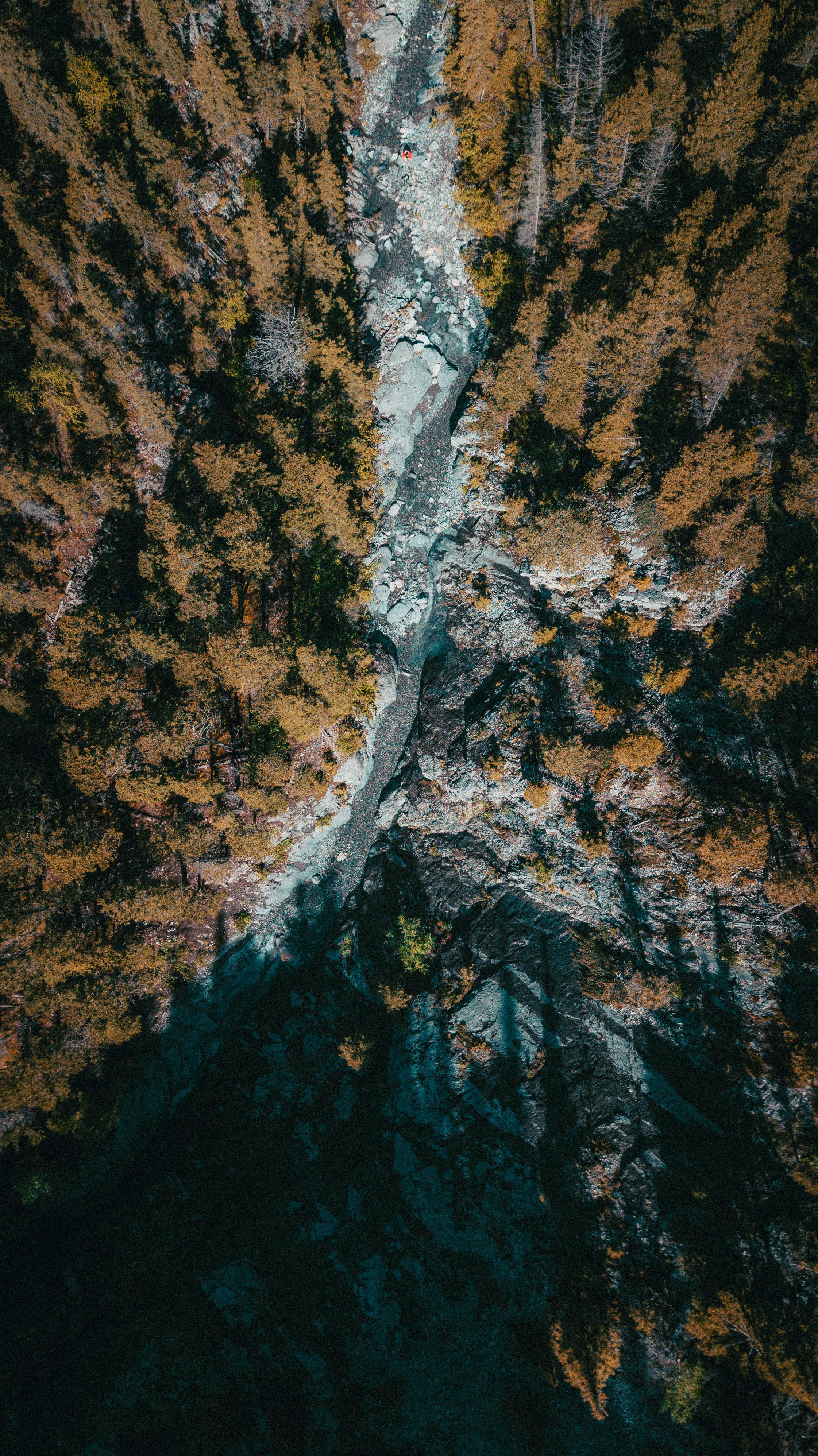 8K iPhone Rainforest Aerial View — 2242x3992 wallpaper