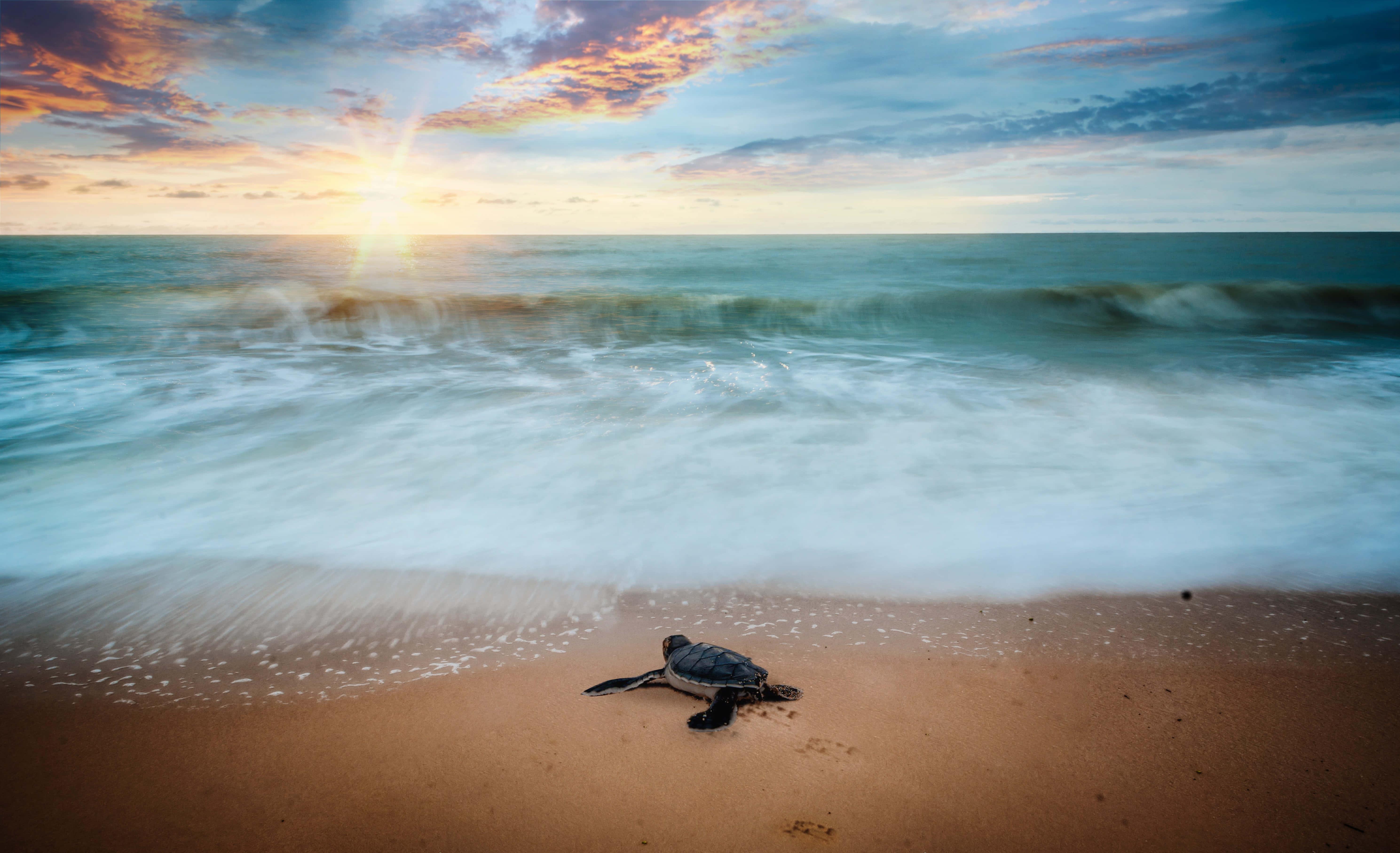 a baby sea turtle is walking on the beach at sunset — 5955x3628 wallpaper