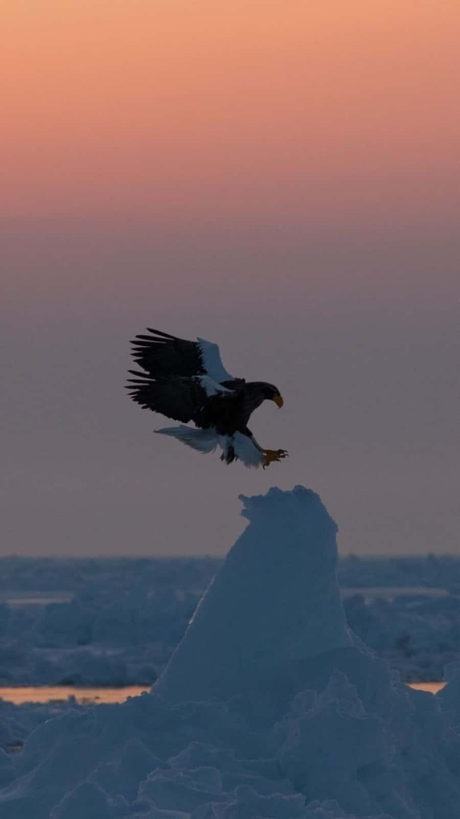a bald eagle flies over a frozen body of water — 900x1601 wallpaper