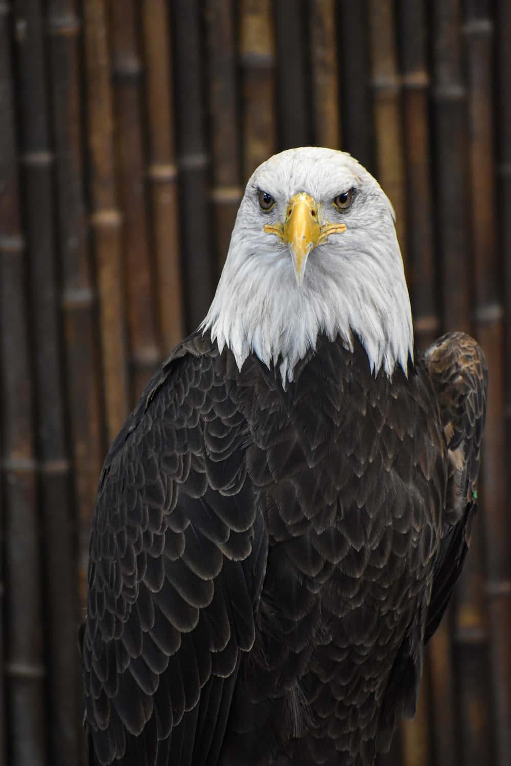 a bald eagle with a white beak — 1000x1500 wallpaper