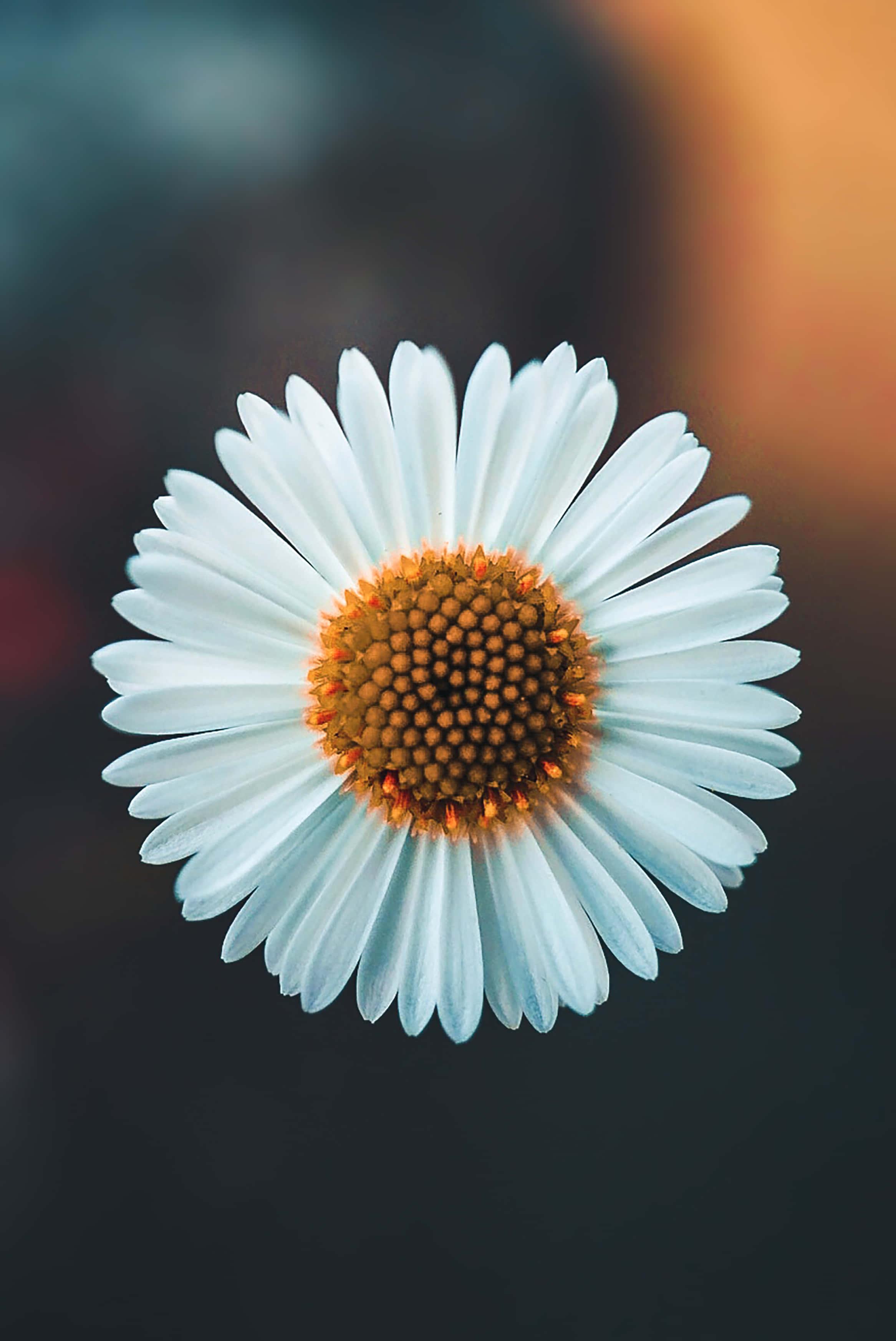 A beautiful backdrop of nature and flowers. — 2333x3490 wallpaper