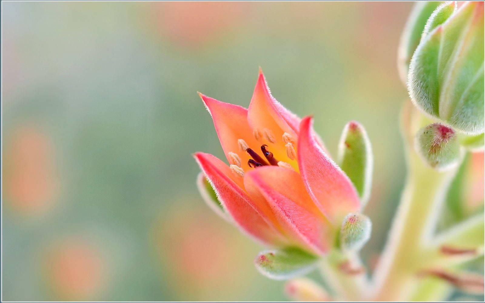 A beautiful colorful flower, perfect for any occasion! — 1600x1000 wallpaper
