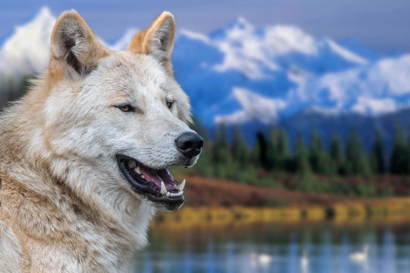 A beautiful forest-dwelling grey wolf — 1556x1037 wallpaper