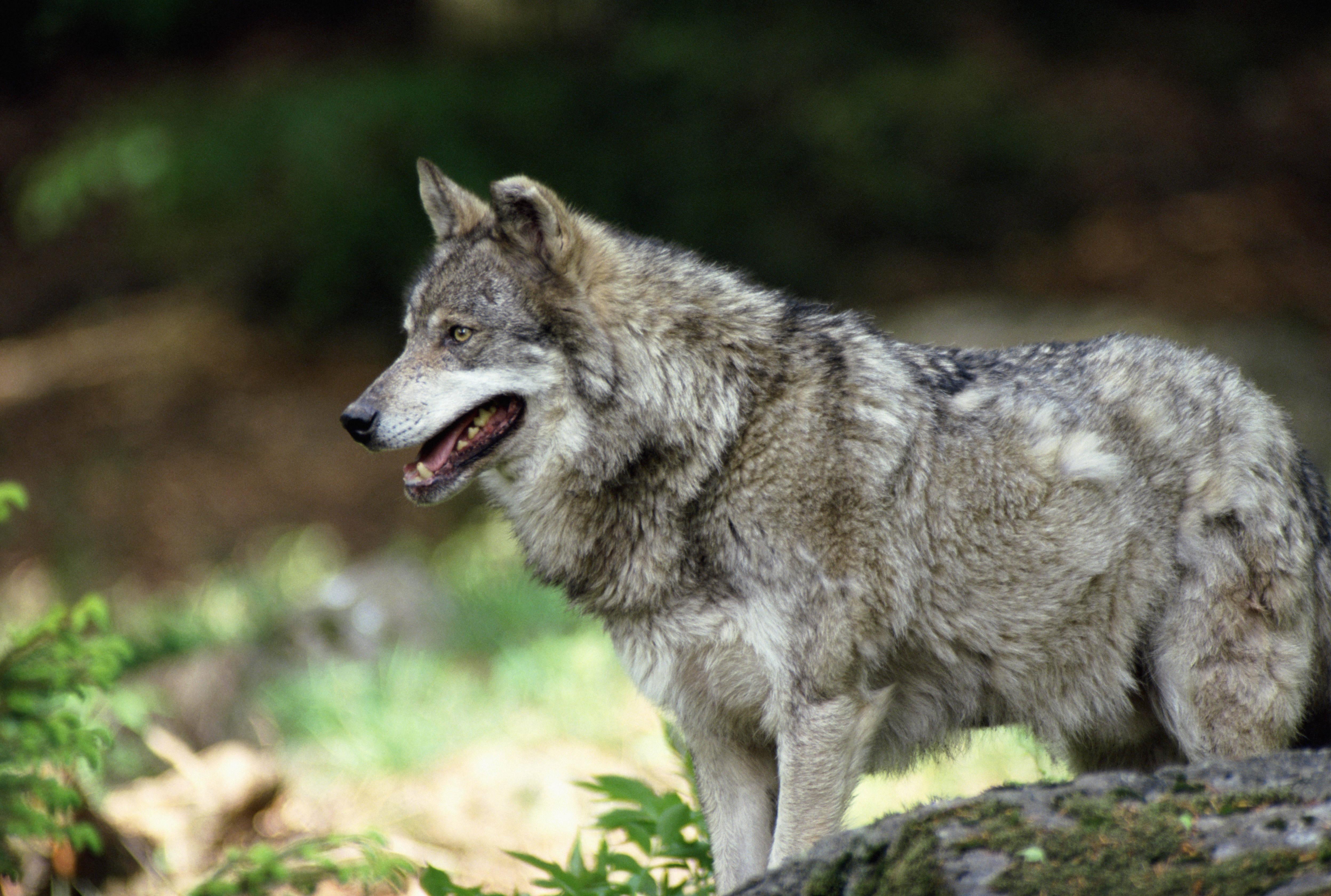 A beautiful gray wolf stalking in the forest — 4992x3360 wallpaper