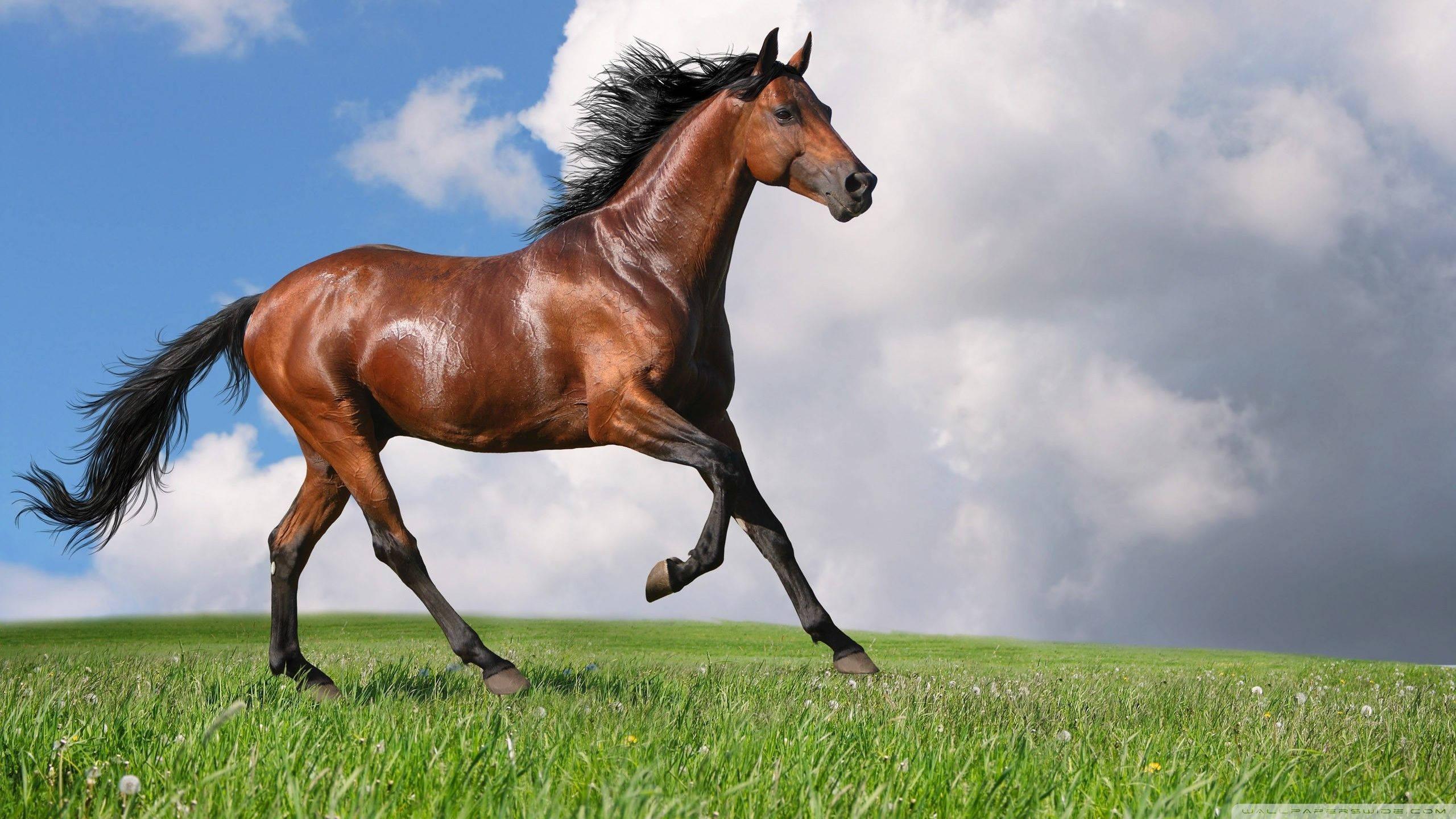 A beautiful horse galloping along a sandy beach — 2560x1440 wallpaper