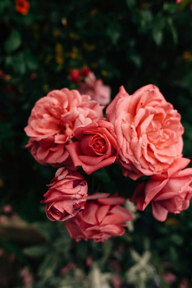 A beautiful pink flower in nature — 728x1092 wallpaper