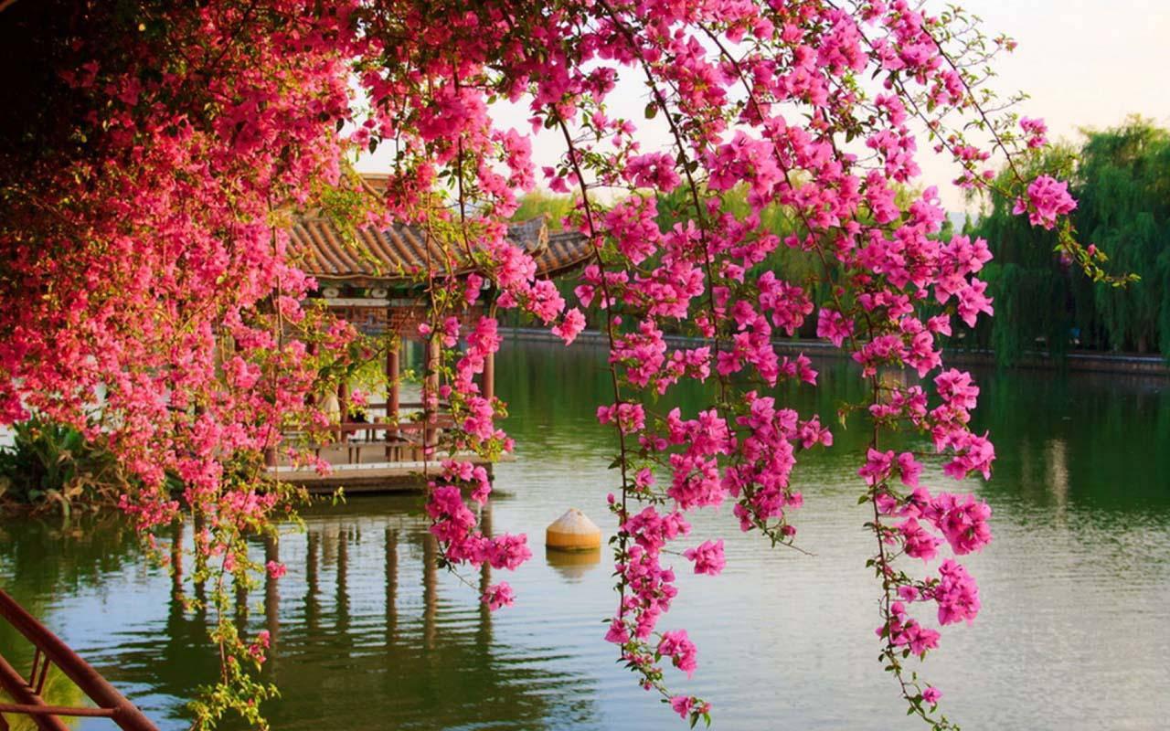 A beautiful pink hanging flower, softly swaying in the wind. — 1280x800 wallpaper