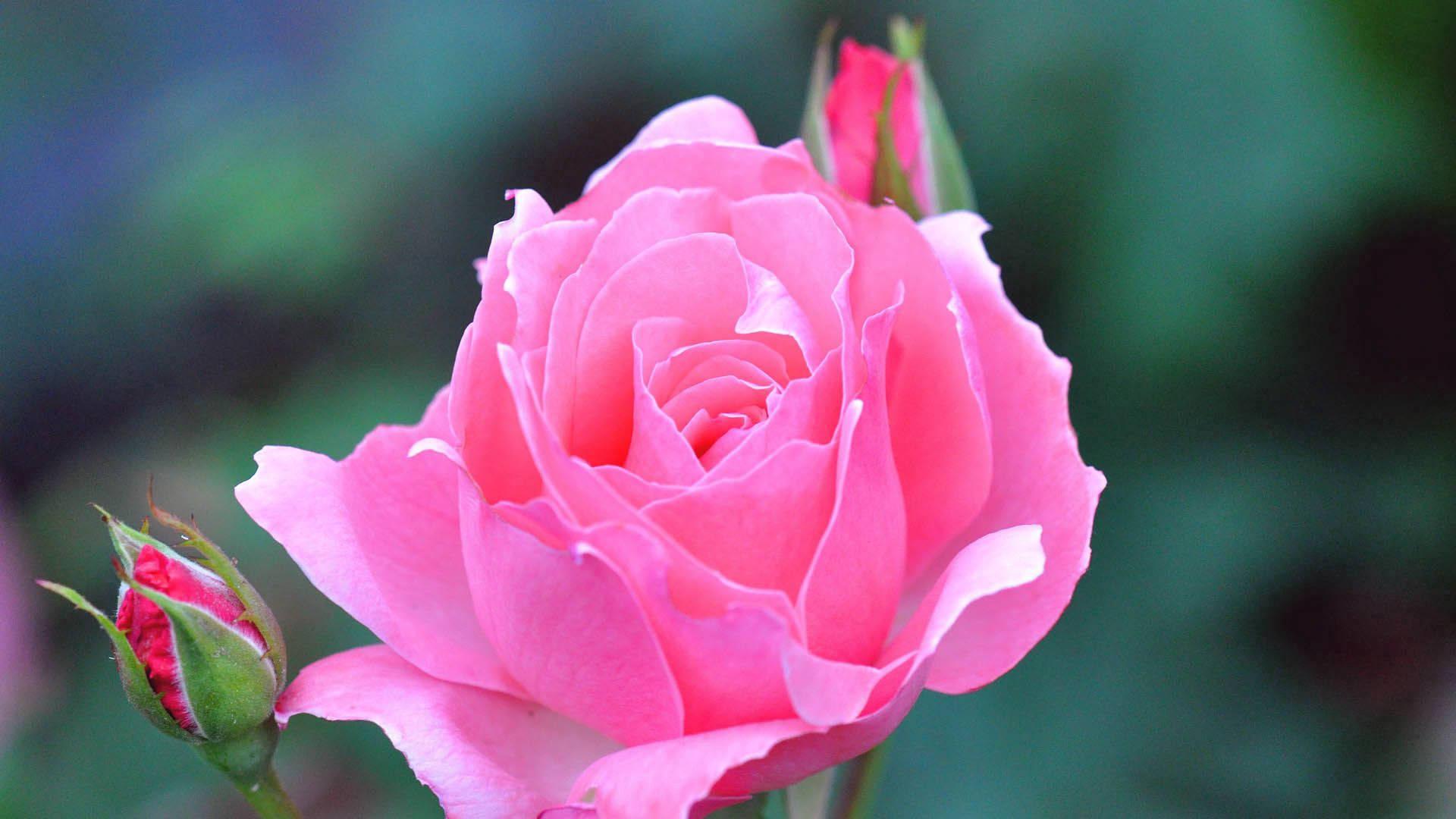 A beautiful pink rose in full bloom — 1920x1080 wallpaper