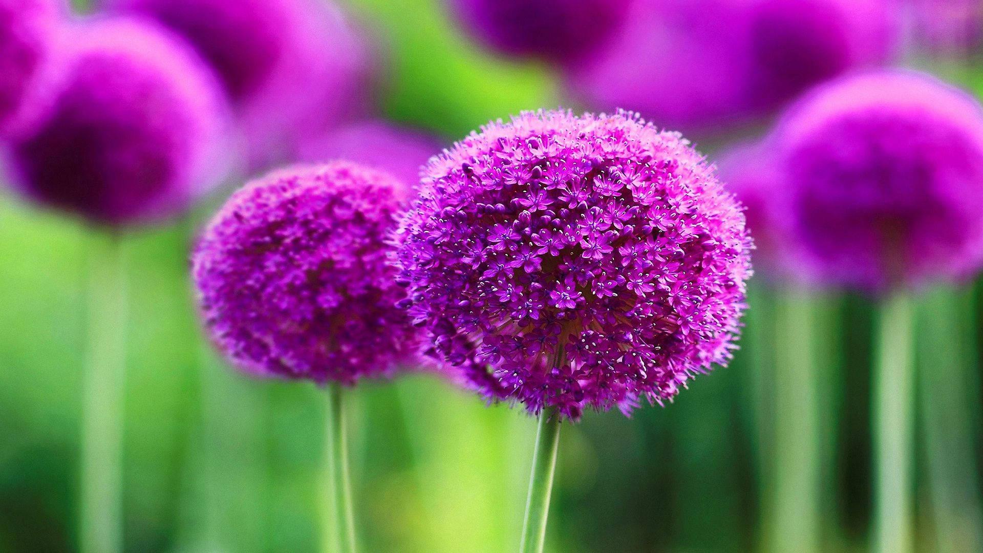 A beautiful purple flower in full bloom — 1920x1080 wallpaper