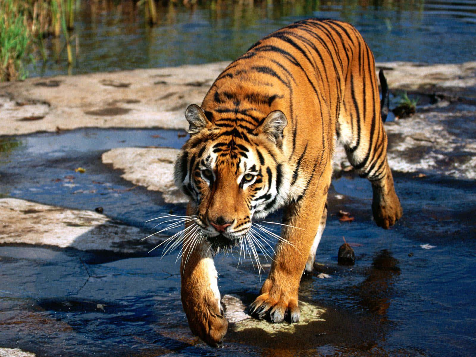 A beautiful tiger in its natural environment — 1600x1200 wallpaper