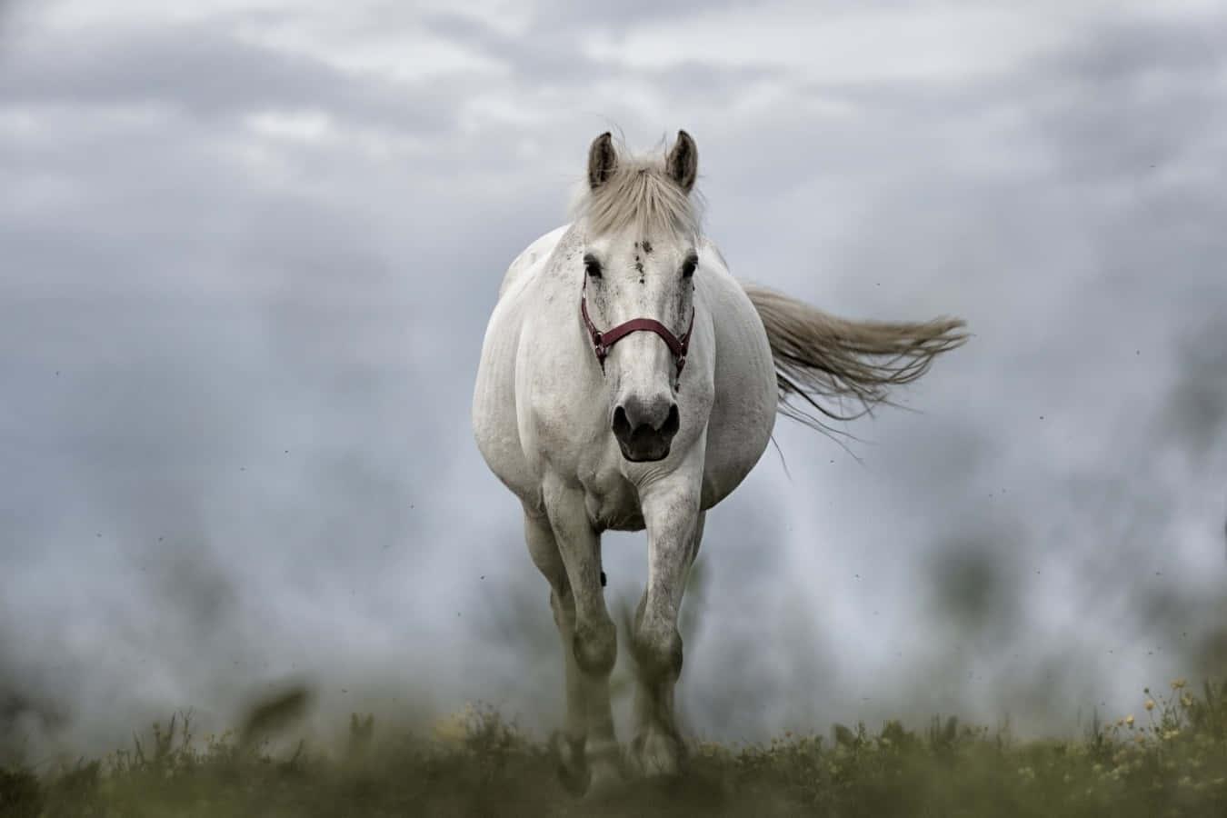 A beautiful white horse enjoying a warm sunset — 1350x900 wallpaper