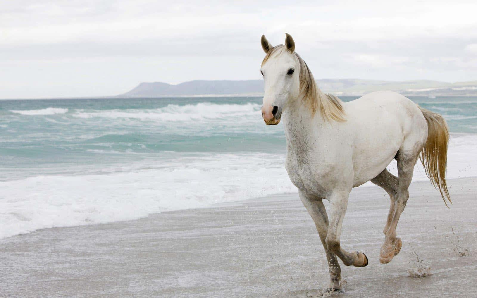 A beautiful white Horse in a lush green Meadow — 1600x1000 wallpaper