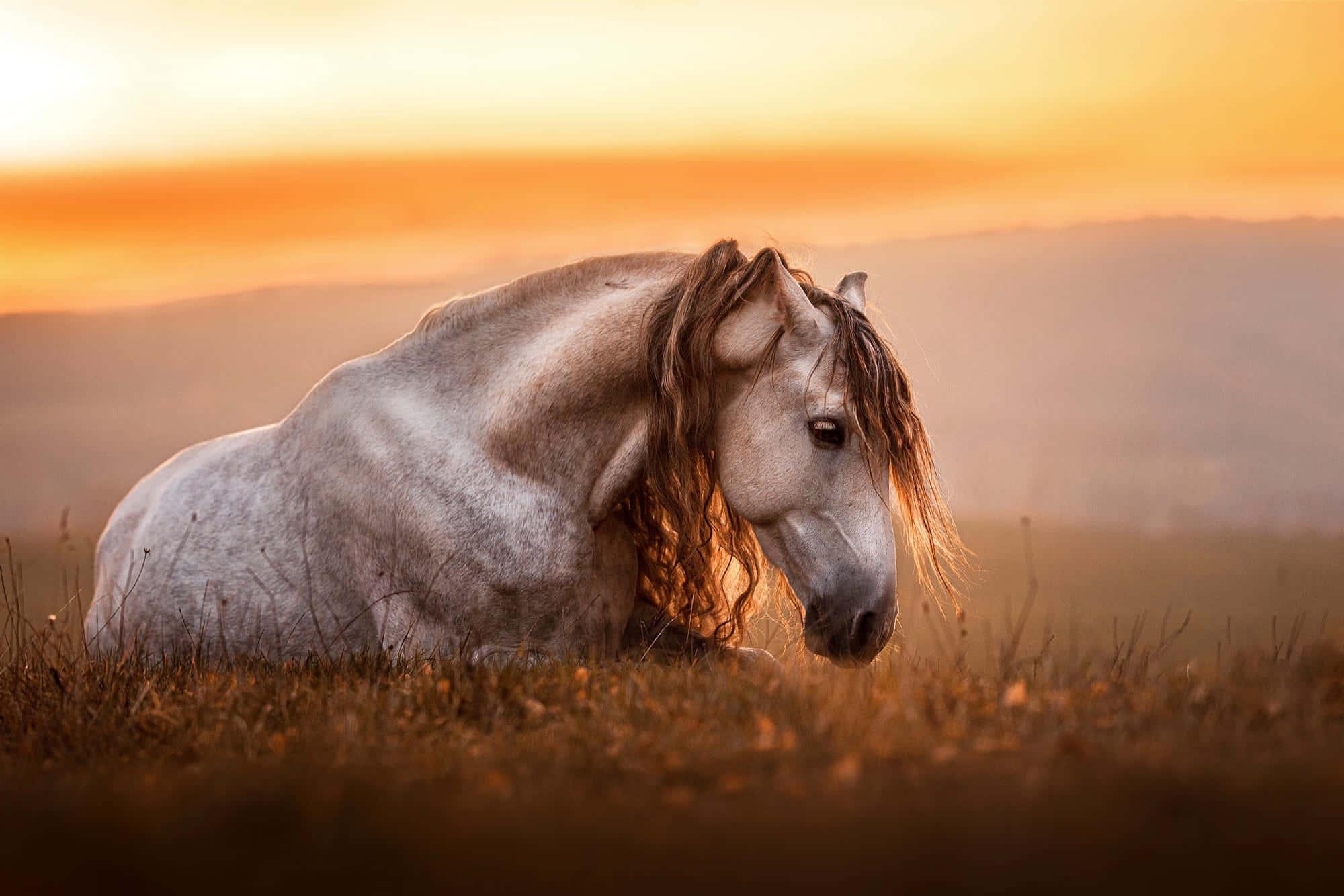 A beautiful white horse running through a field — 2000x1334 wallpaper