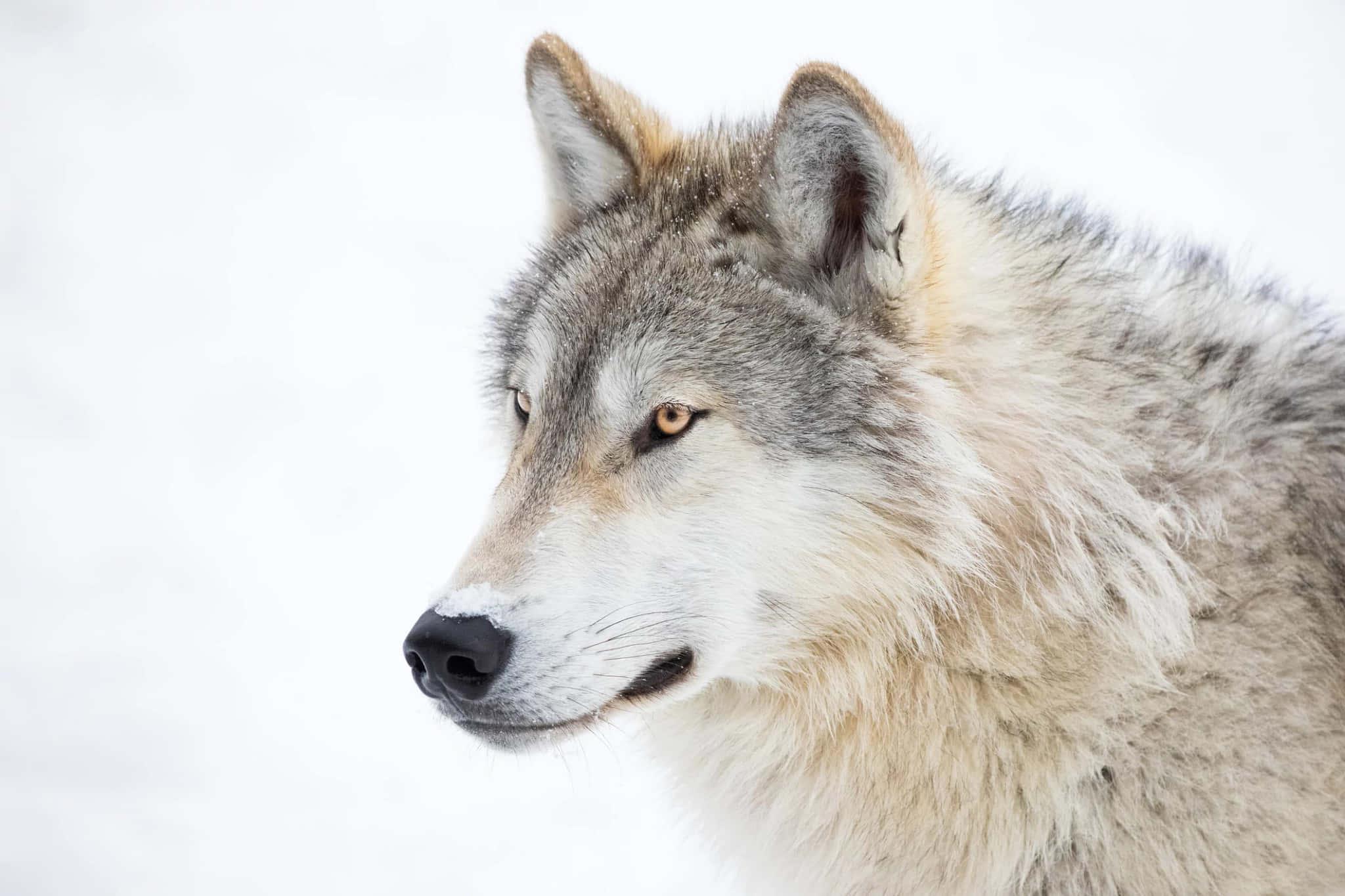 A beautiful wolf drawn in the forest — 2048x1365 wallpaper