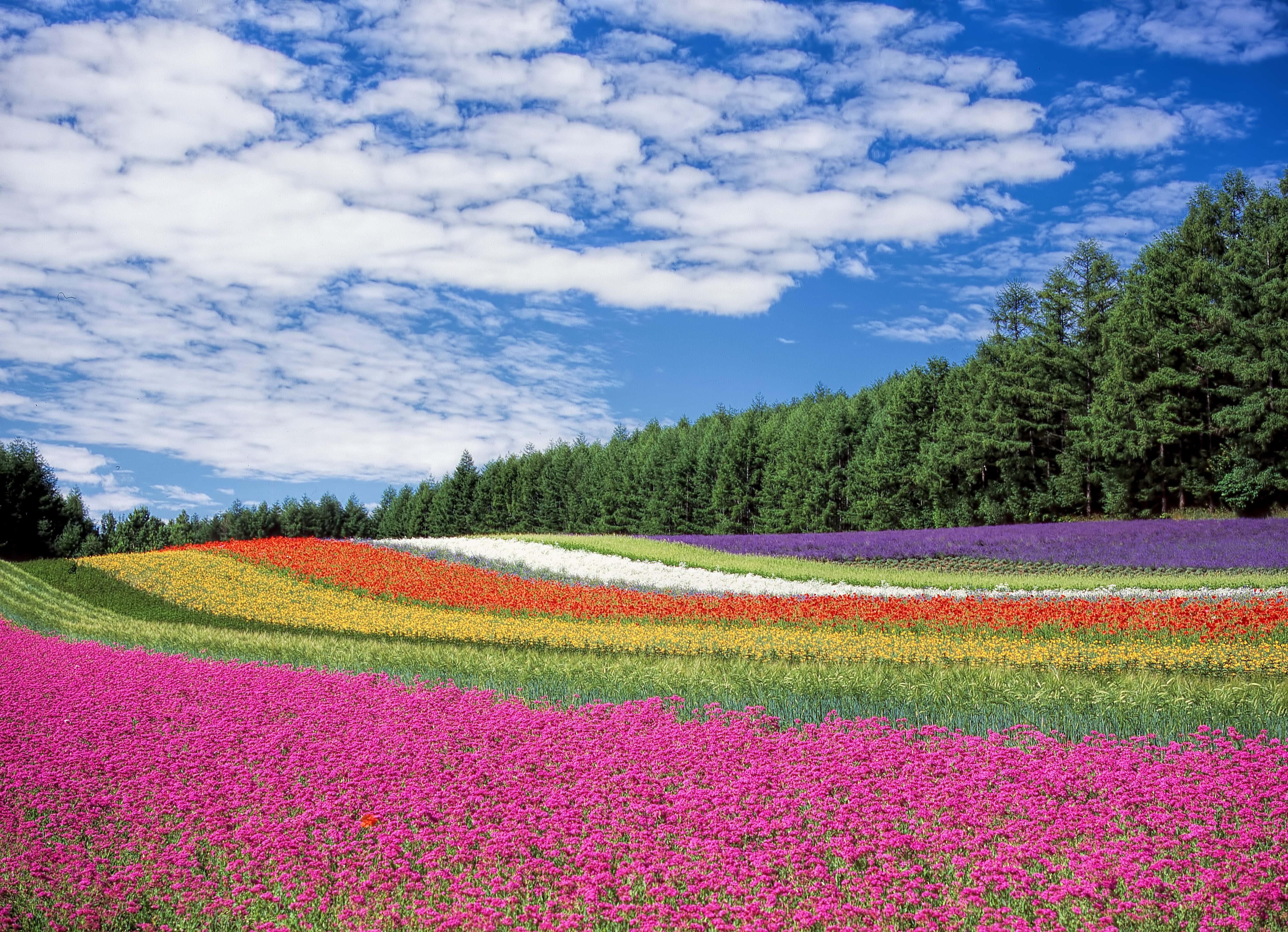 A Blissful Moment With Nature's Flower — 4984x3607 wallpaper