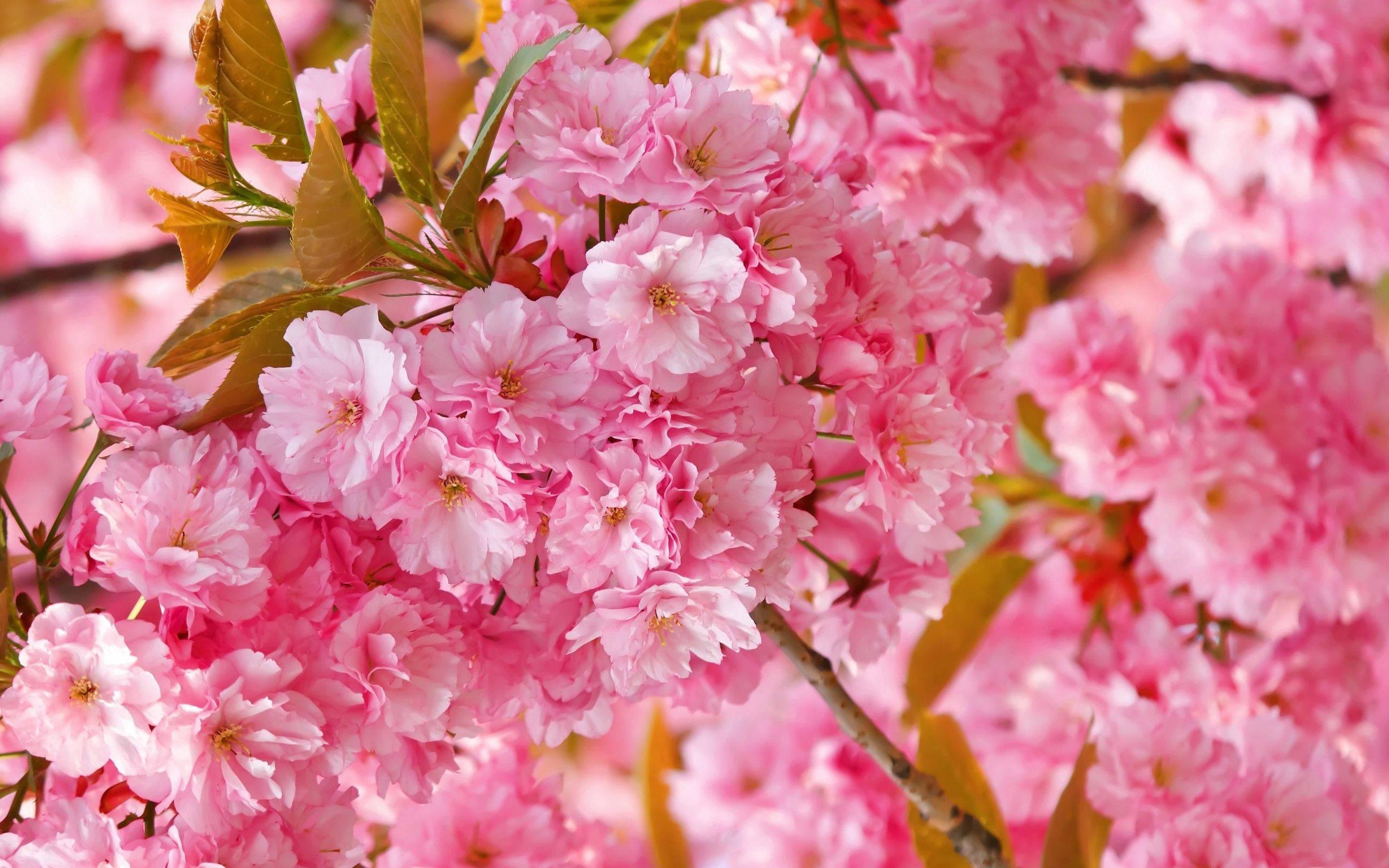A Blooming Pink Flower in Full Bloom — 2560x1600 wallpaper