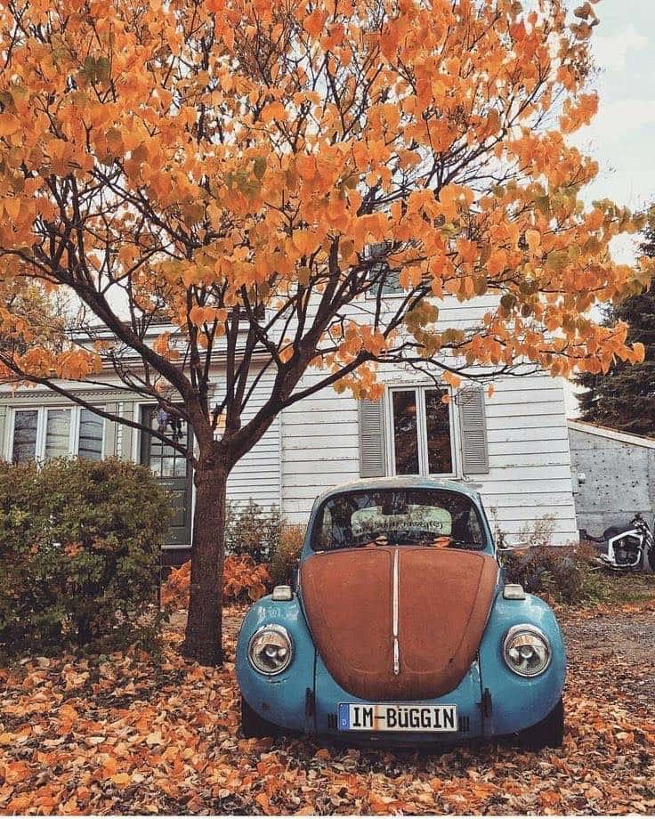 a blue vw beetle parked in front of a house with leaves — 736x920 wallpaper