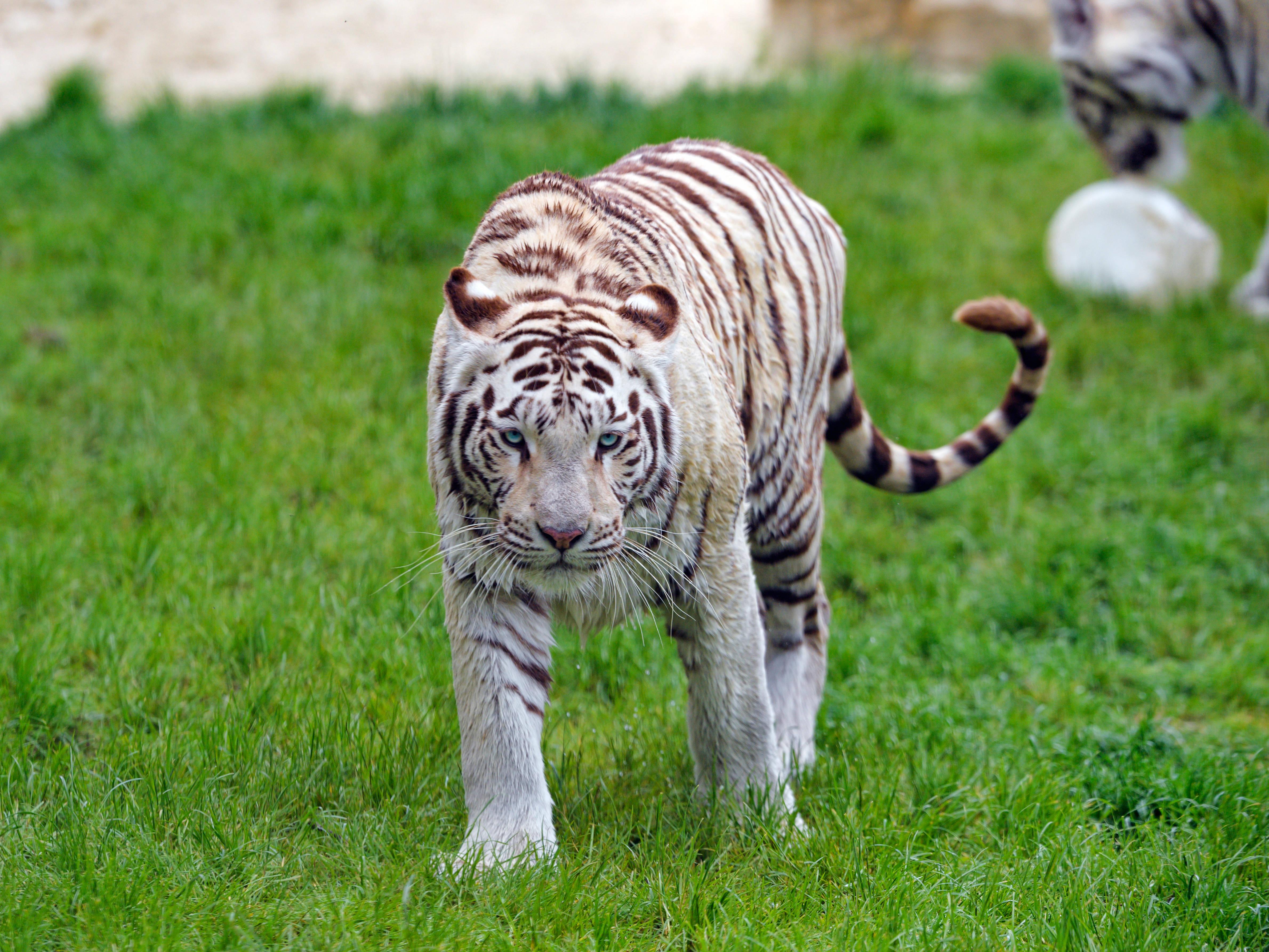 A breathtaking White Tiger walking gracefully through the grass — 4760x3570 wallpaper
