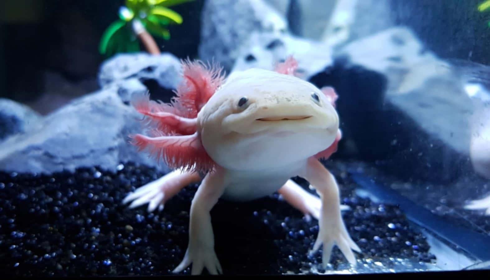 A bright pink Axolotl basking in the sun — 1575x900 wallpaper