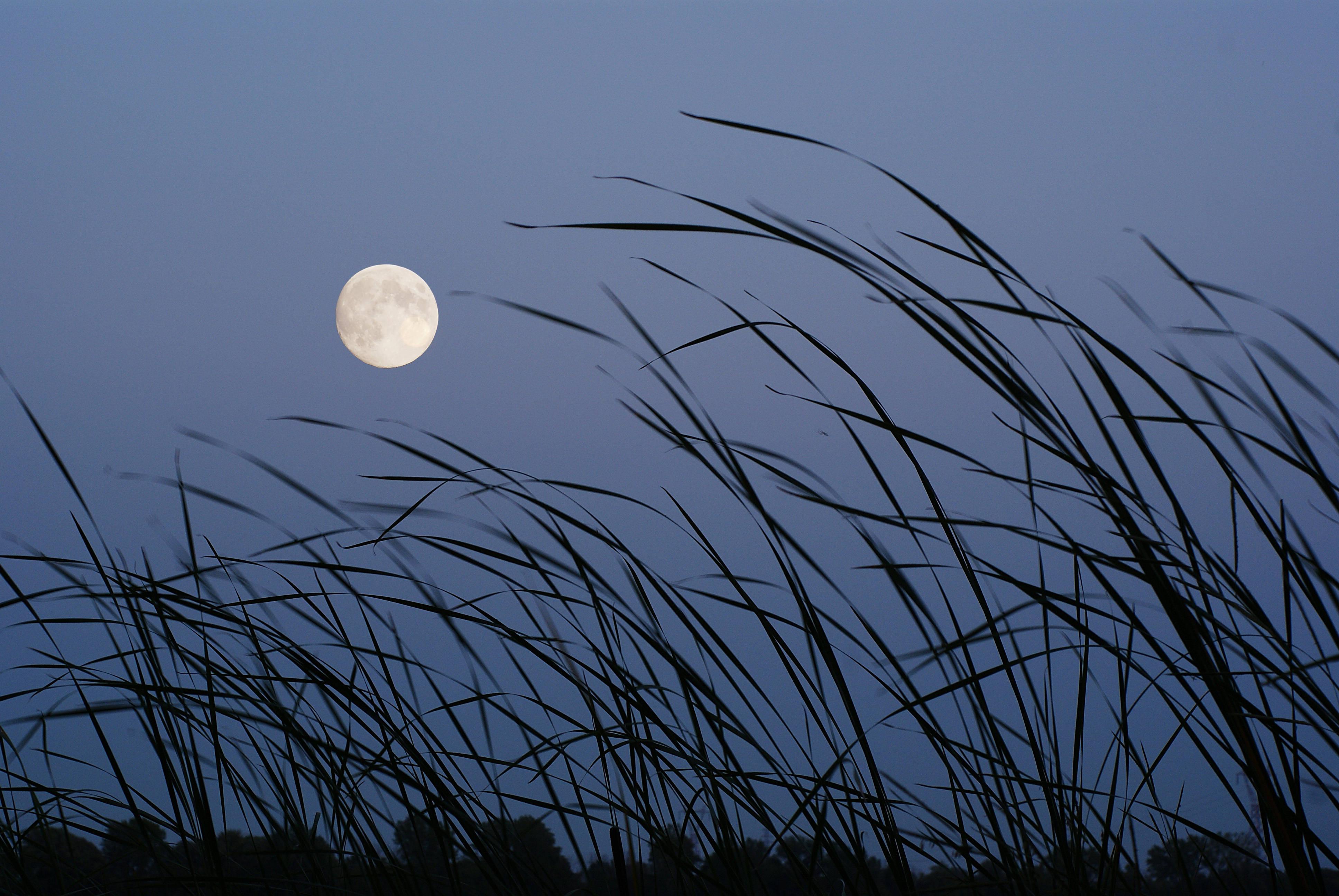 A Brightly Shimmering Moon Rising Through a Field at Dusk — 3872x2592 wallpaper