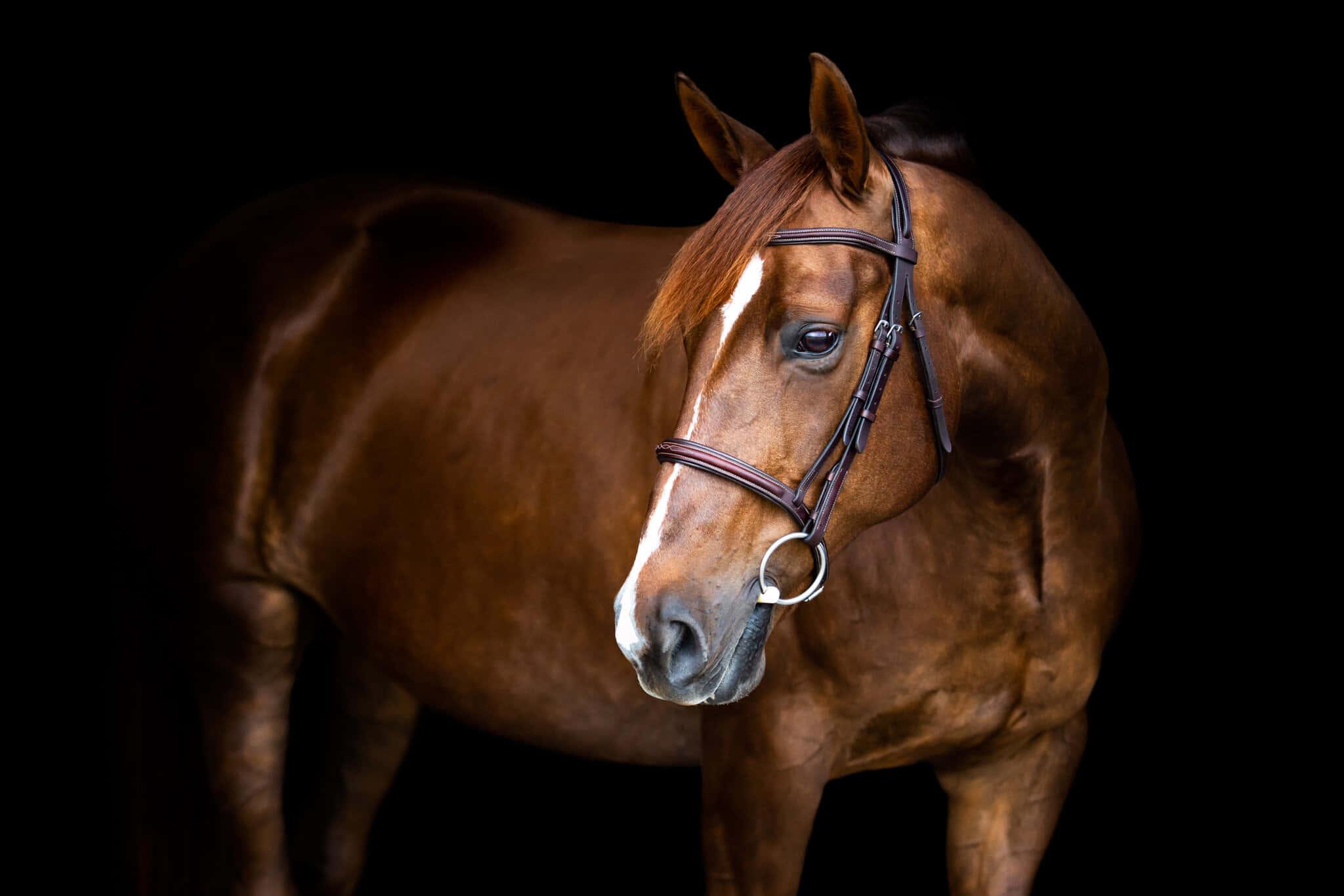 a brown horse is standing in front of a black background — 2048x1365 wallpaper