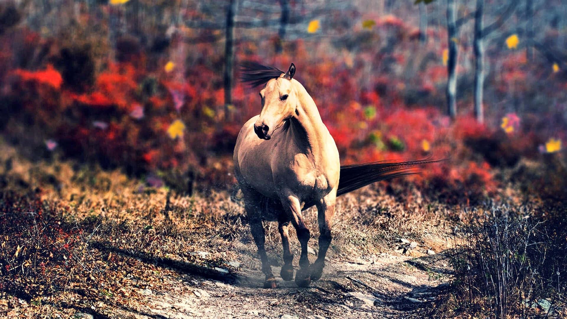 A brown horse runs across a golden grass field in the sunset. — 1920x1080 wallpaper
