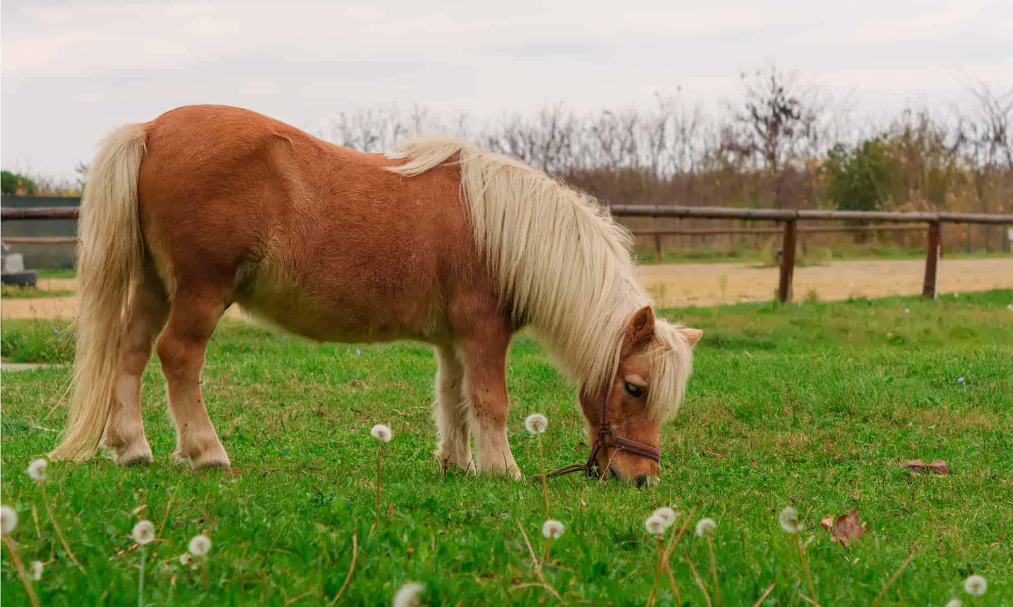 A brown, white and black horse in an open field. — 2000x1200 wallpaper