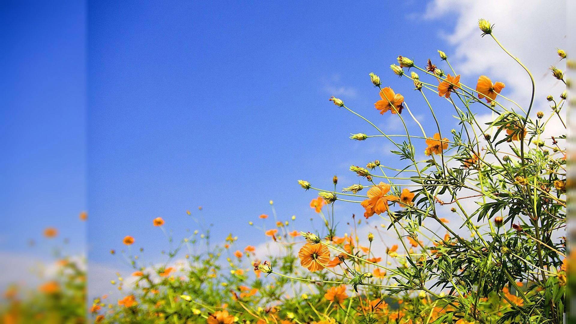 A Bunch of Sunny Yellow Flowers — 1920x1080 wallpaper