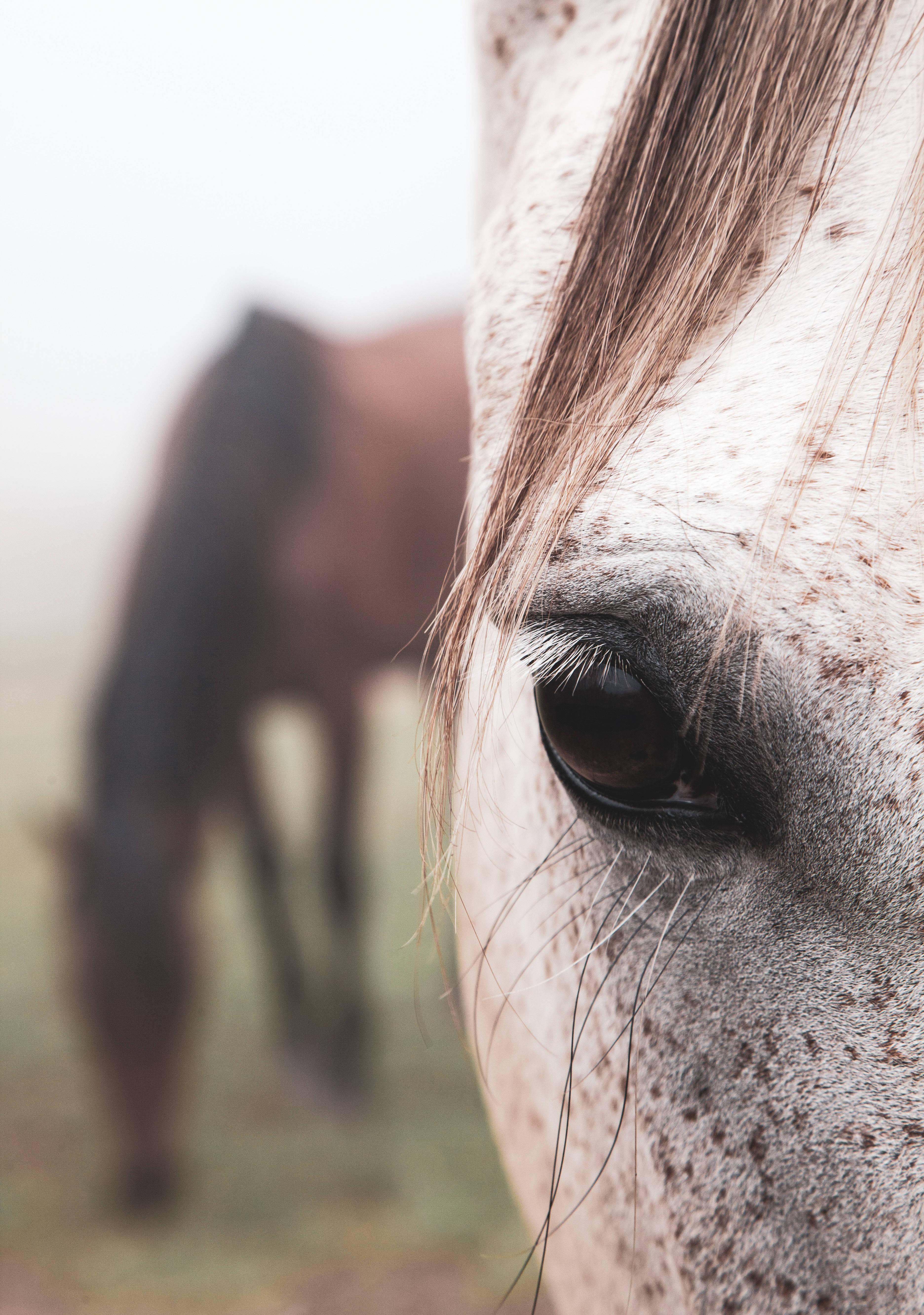 A Close Look Into the Intense, Brown Eye of an Appaloosa Horse — 3744x5327 wallpaper