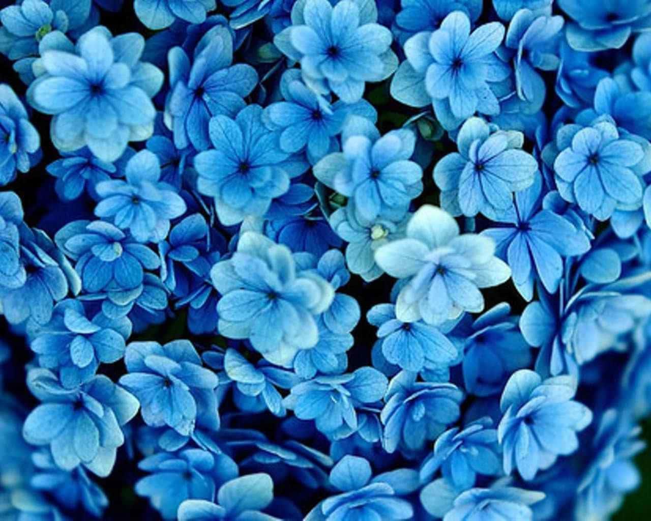 a close up of blue flowers — 1280x1024 wallpaper