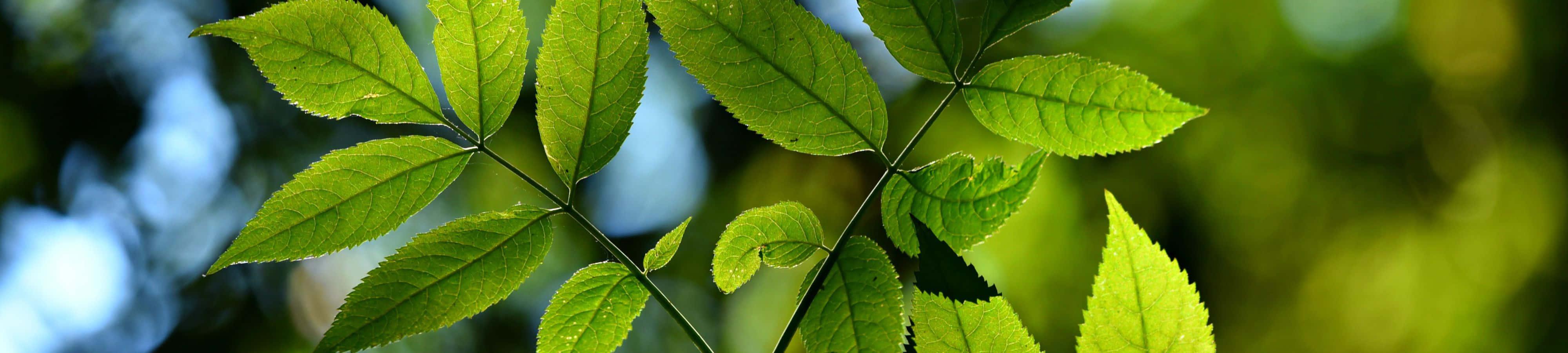 a close up of green leaves with blurred background — 4000x900 wallpaper