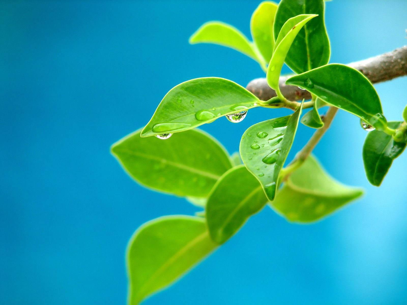A close-up of the beauty of nature — 1600x1200 wallpaper
